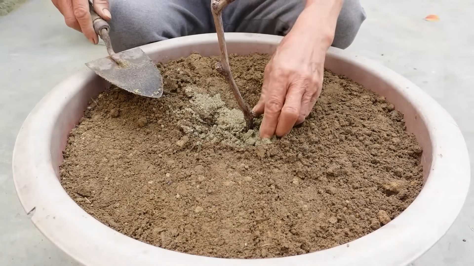 DIY Grape Growing Method