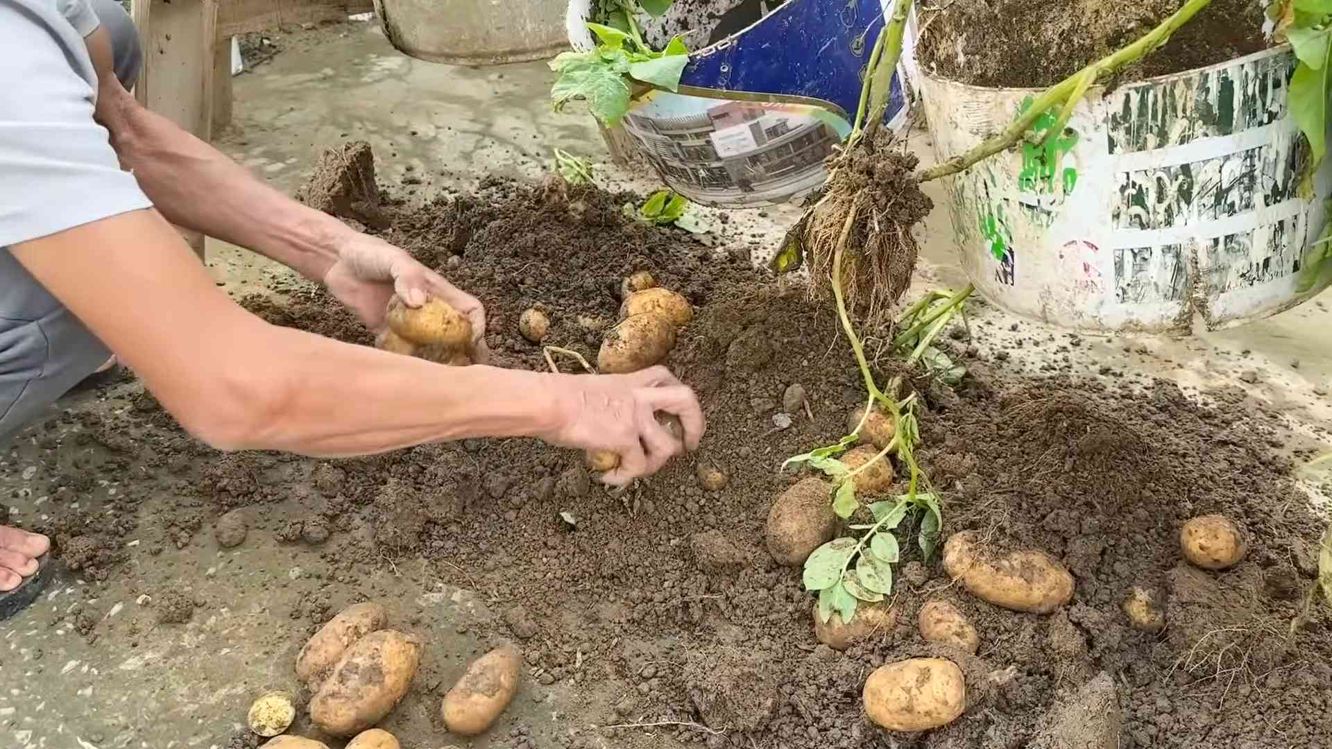Growing potatoes indoors
