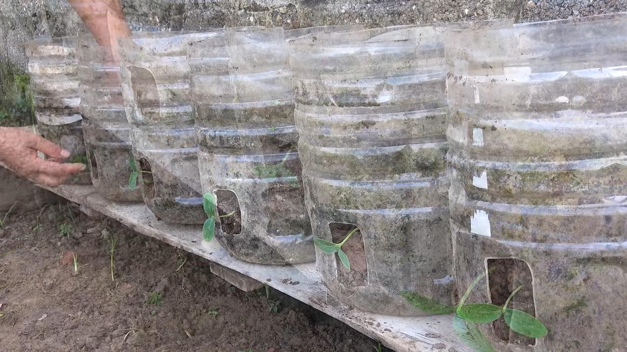 Grow Giant Cucumbers Fast