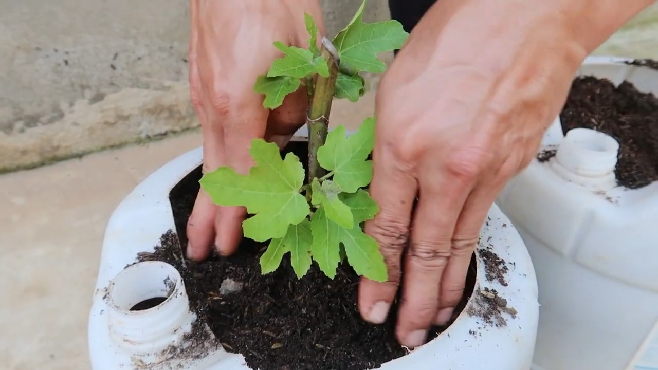 Growing Figs in Bottles