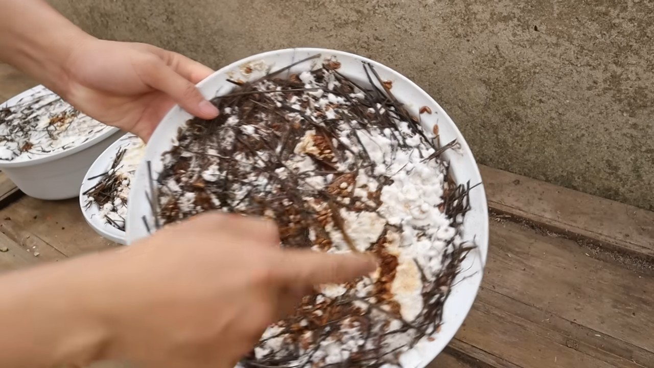 Mushroom Bowl Gardening DIY