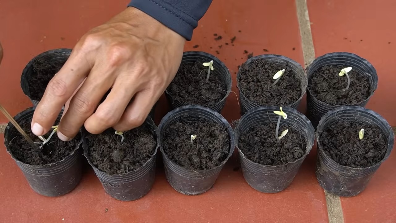 Grow cucumbers easily