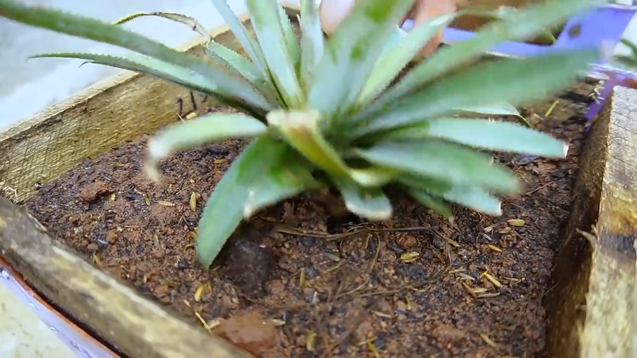 Grow Pineapple Chair Hack