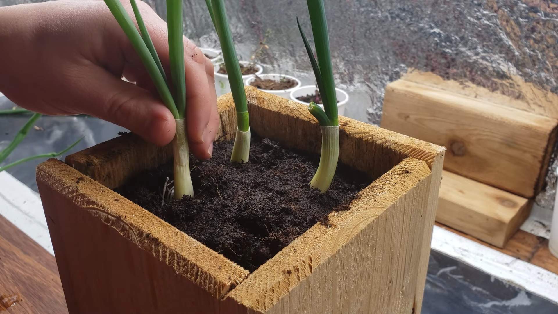 Growing Green Onions from Scraps