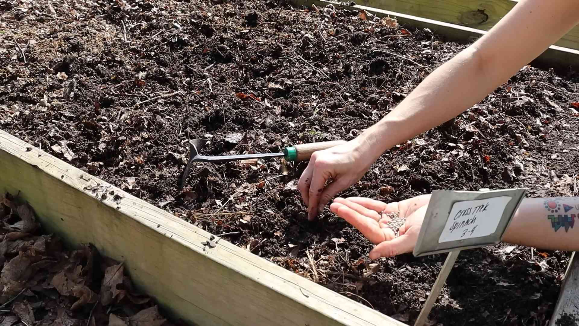 Growing Spinach at Home