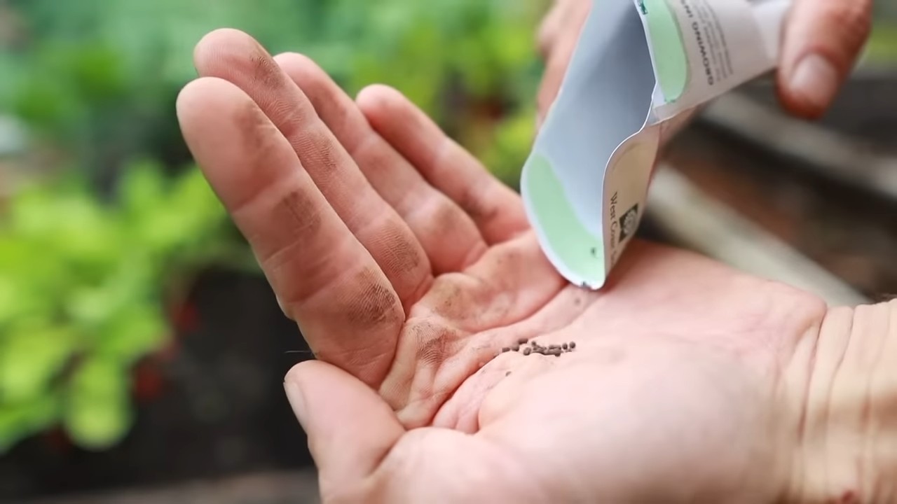 Radish Planting Tips