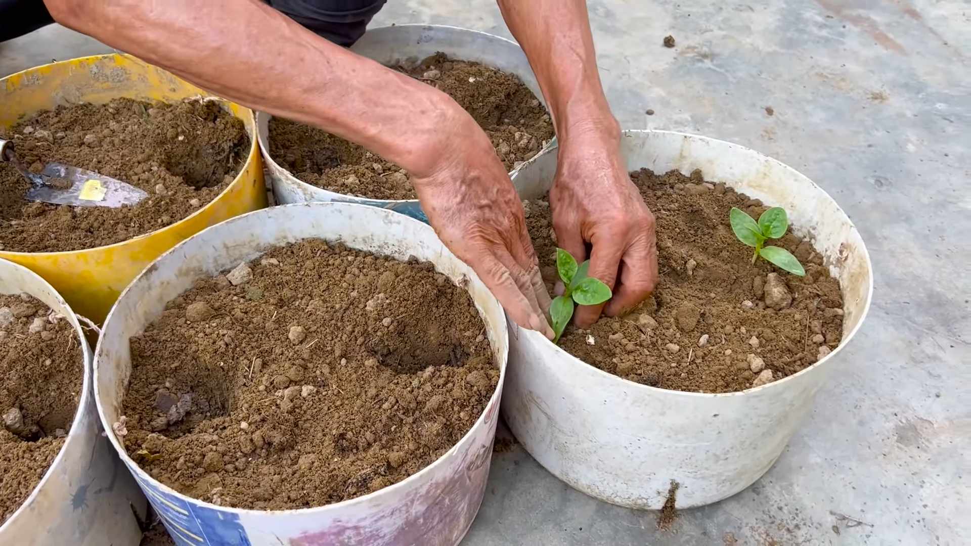 Growing Malabar Spinach Beginners