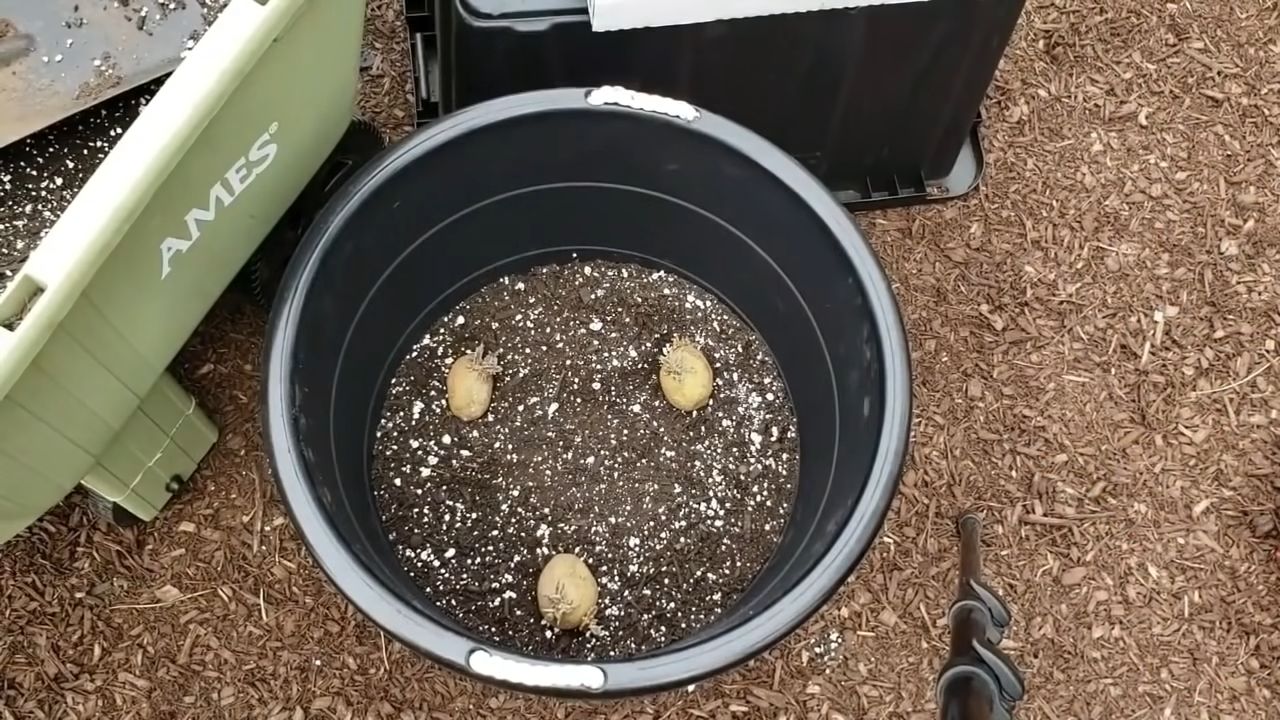Potato gardening easy trick