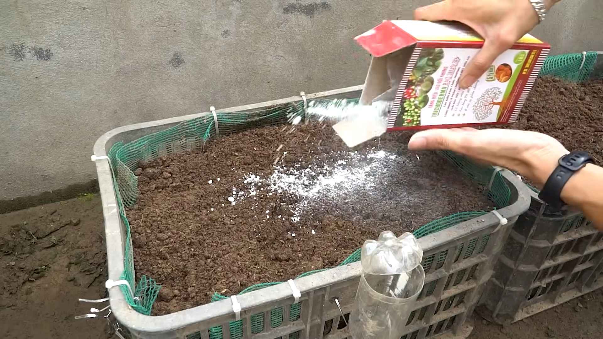Growing Eggplants Backyard