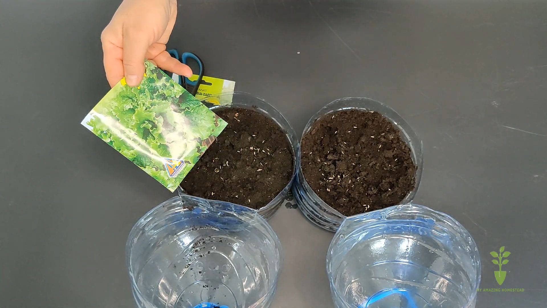 Grow Lettuce Easily