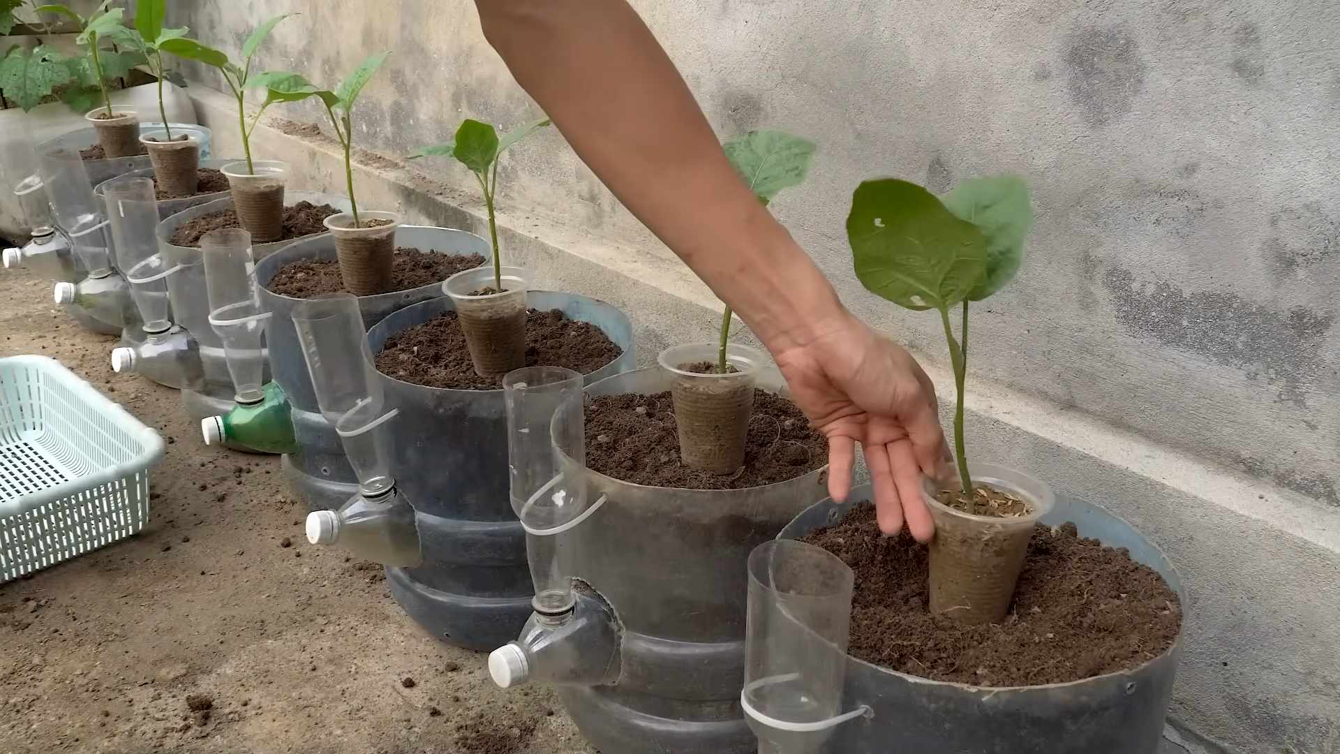 Container Eggplant Growing