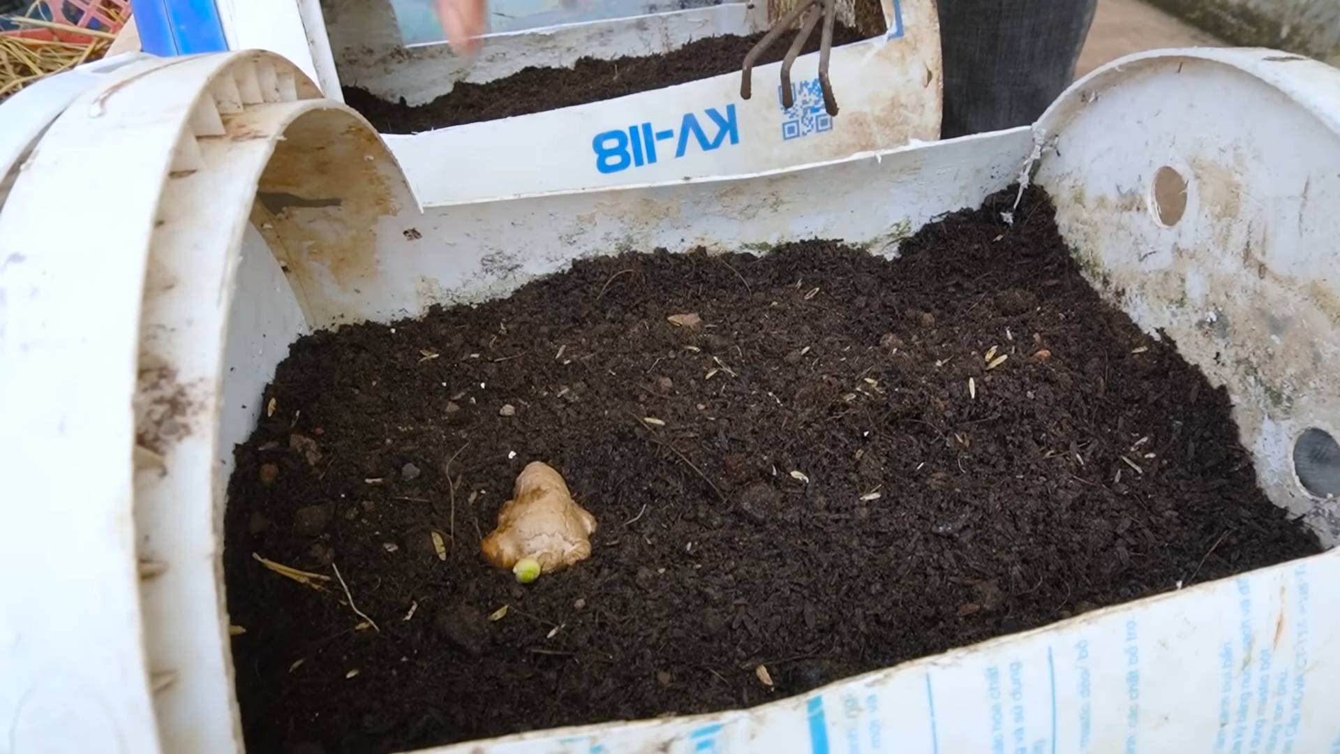 Planting Ginger at Home