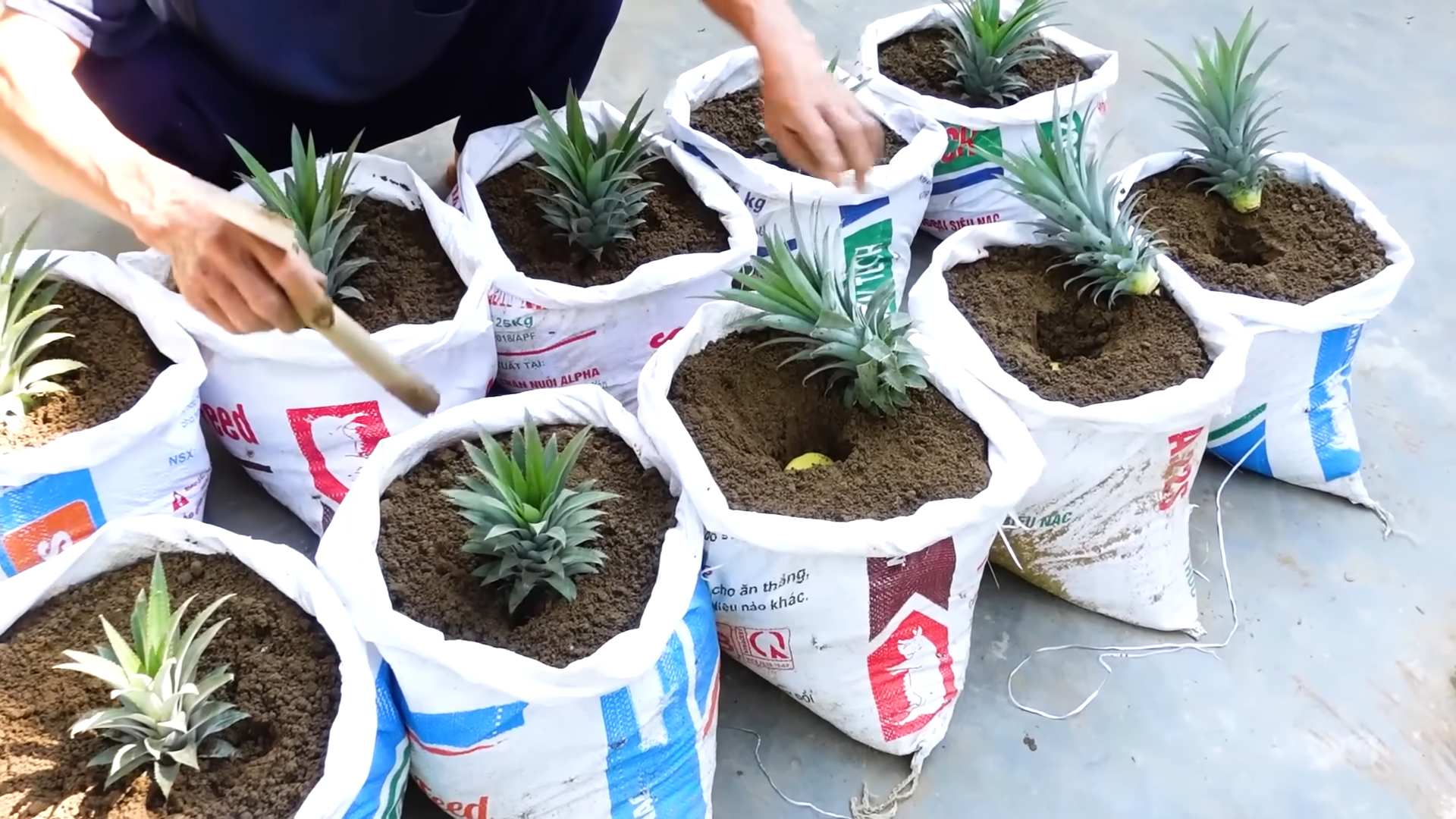 Growing Pineapples at Home