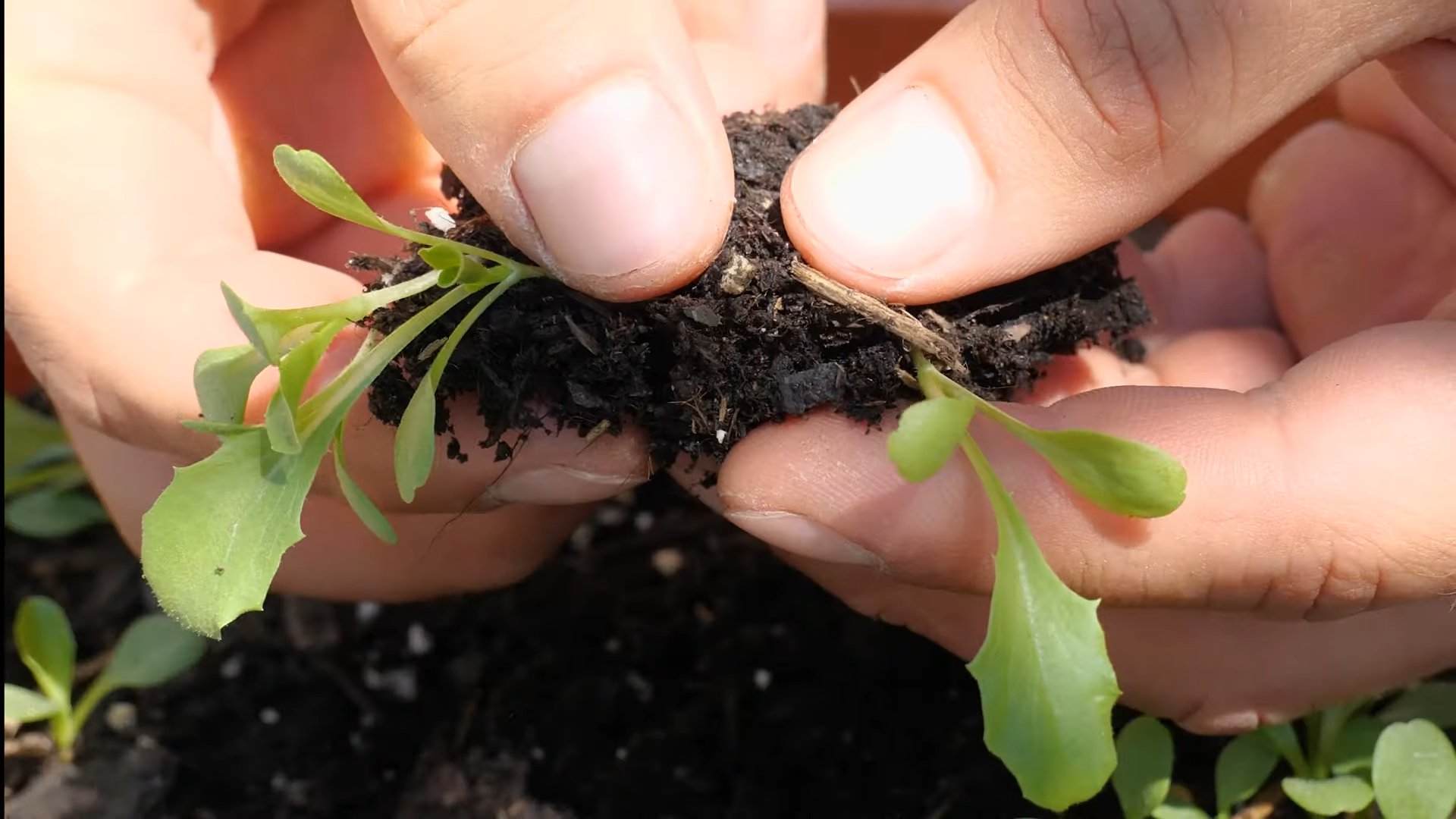 Grow Iceberg Lettuce From Seed