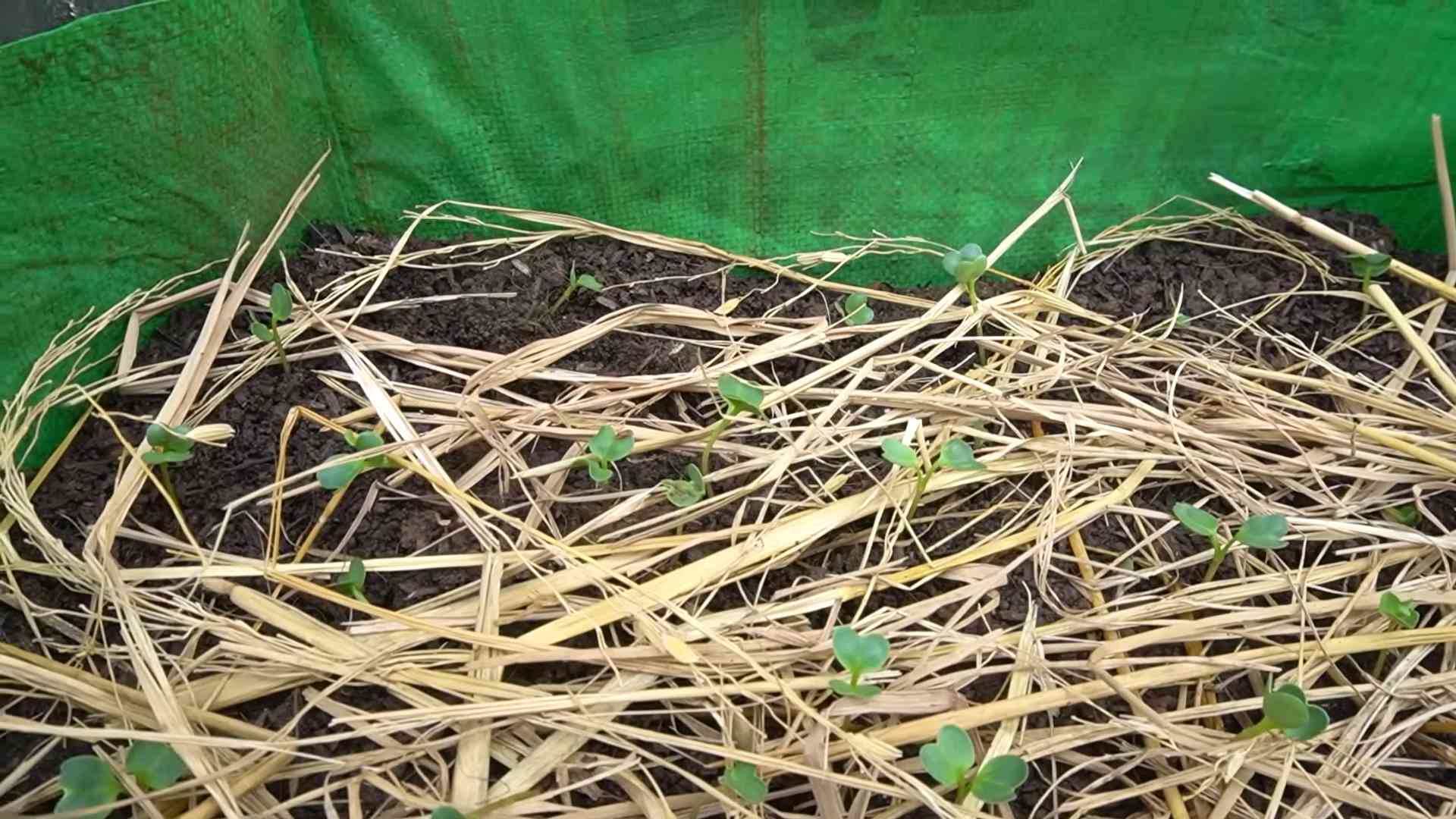 Radish yield increase tips