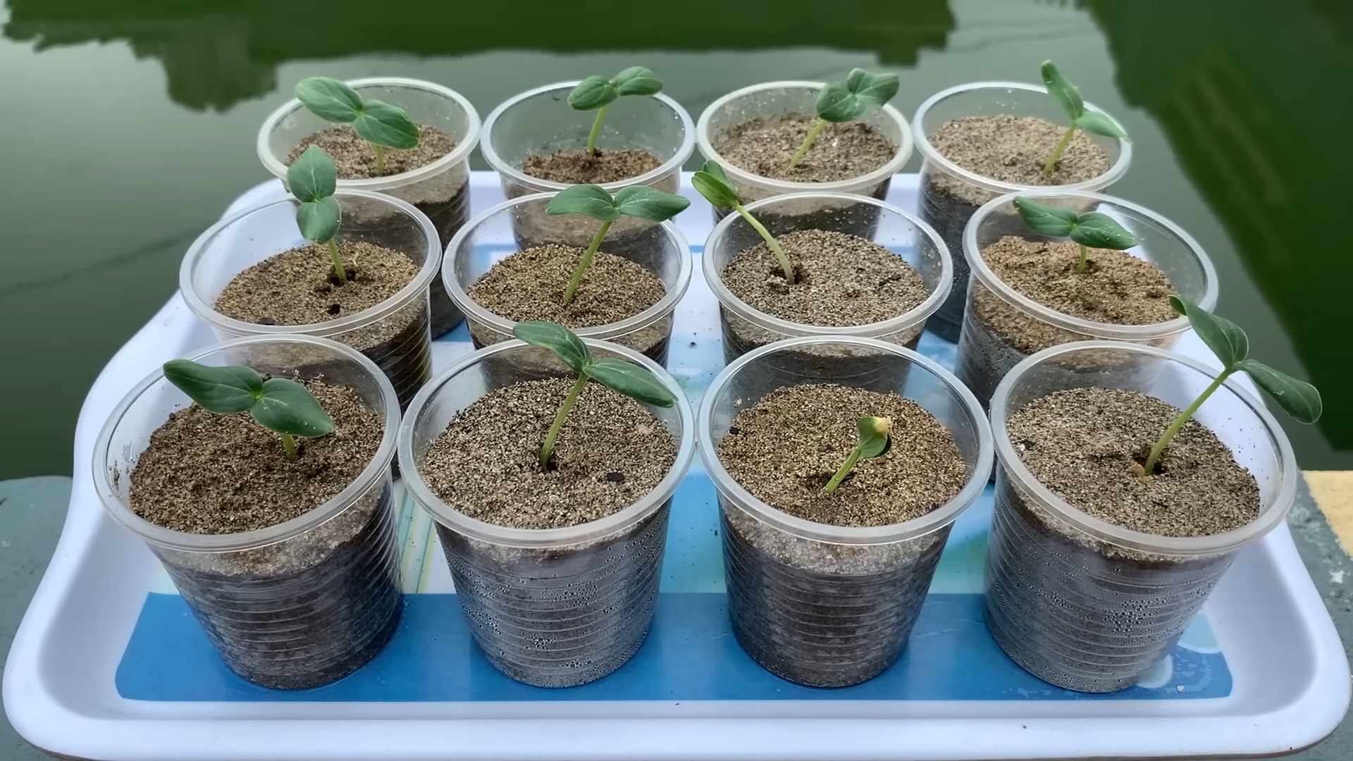 Cucumber Growing Beginners Guide
