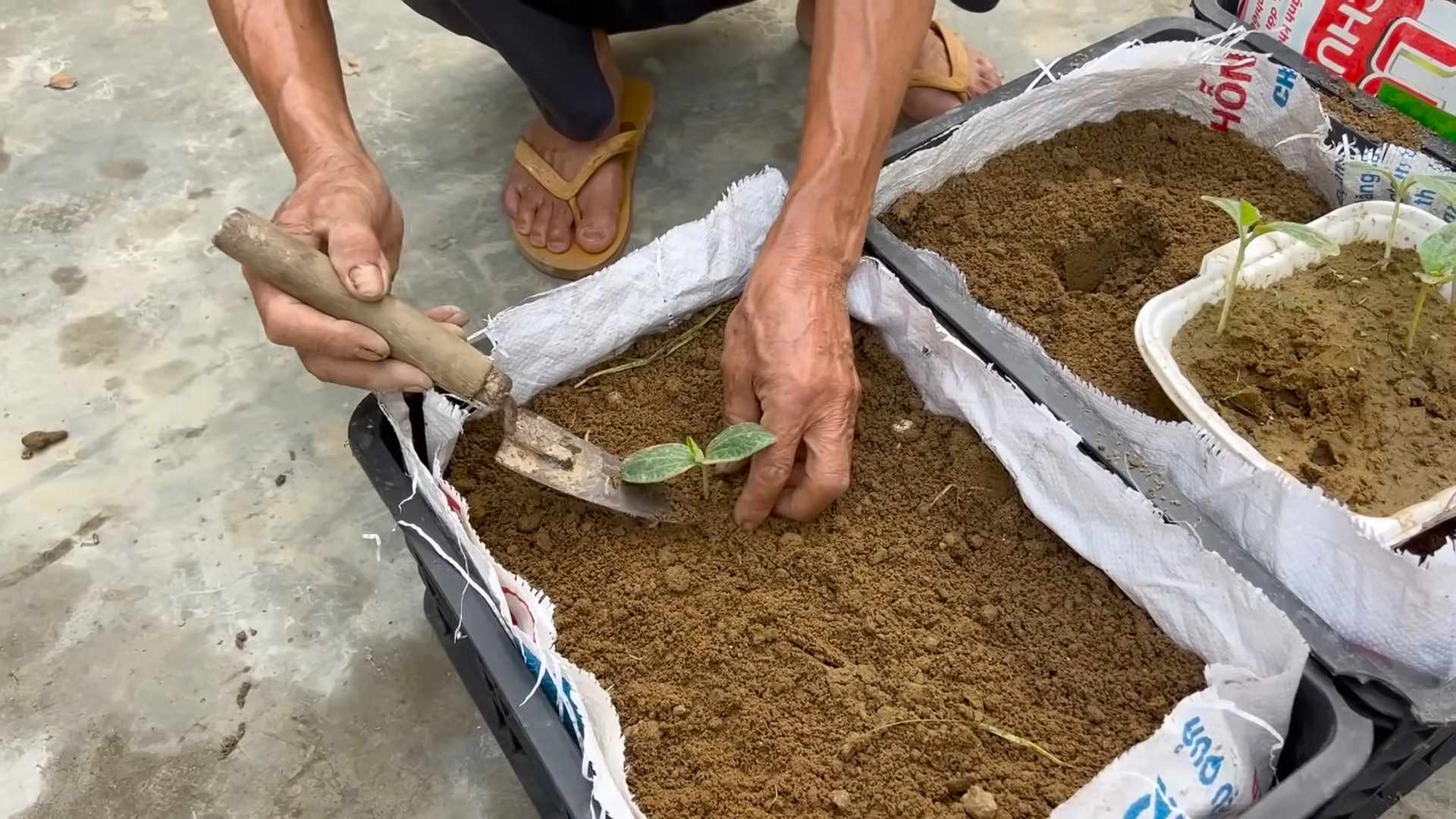 Grow Pumpkins Continuously