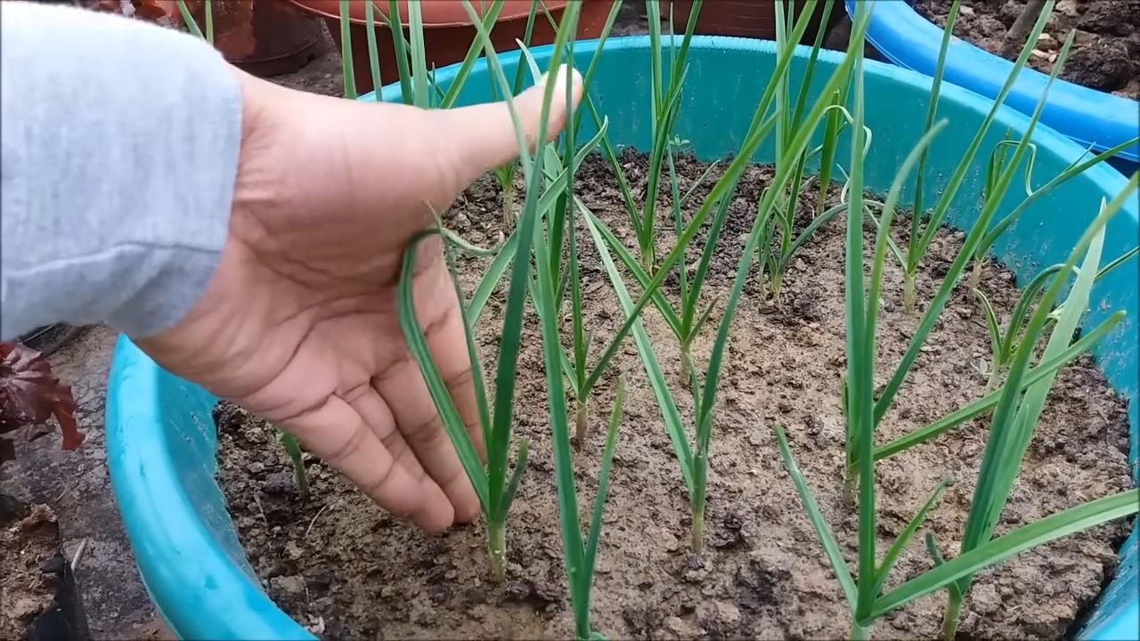 Planting Garlic for Fast Growth