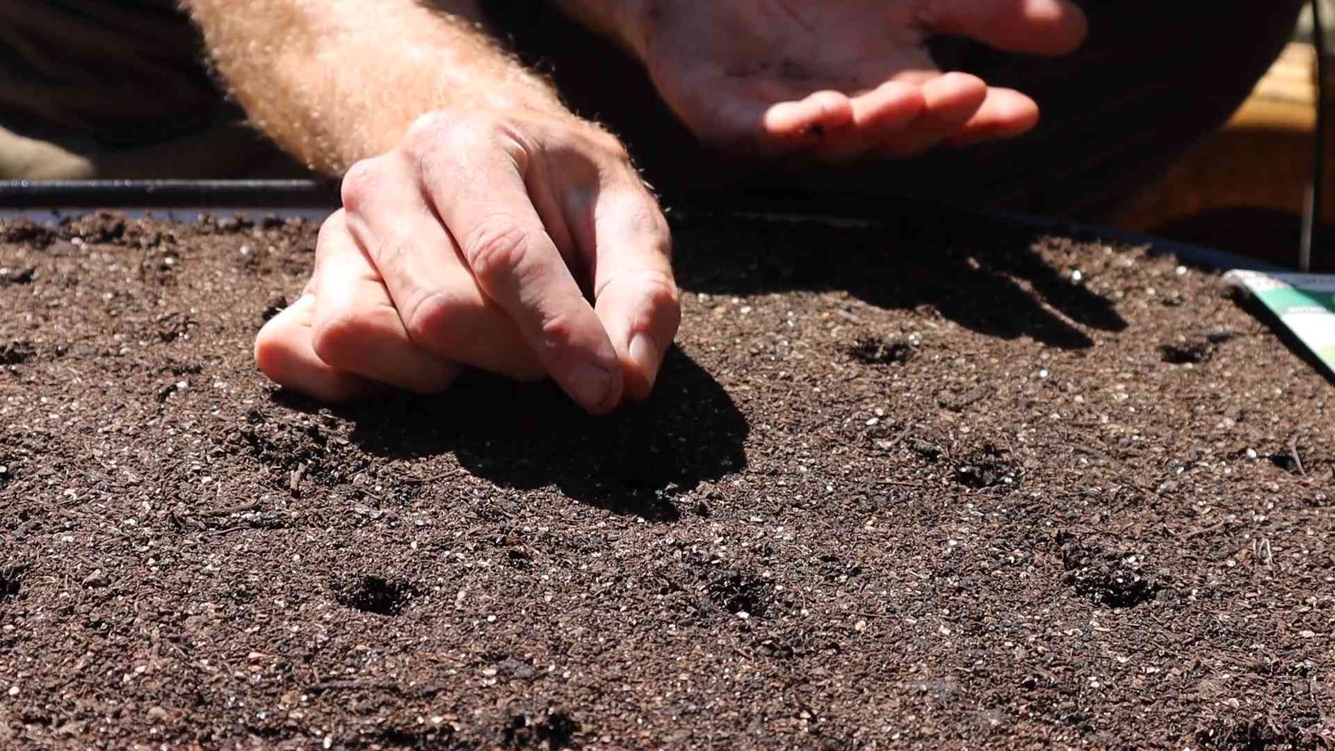 Grow Arugula at Home