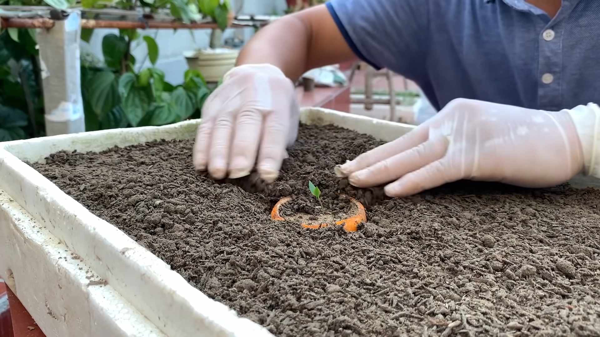 Healthy Chili Plant Tips