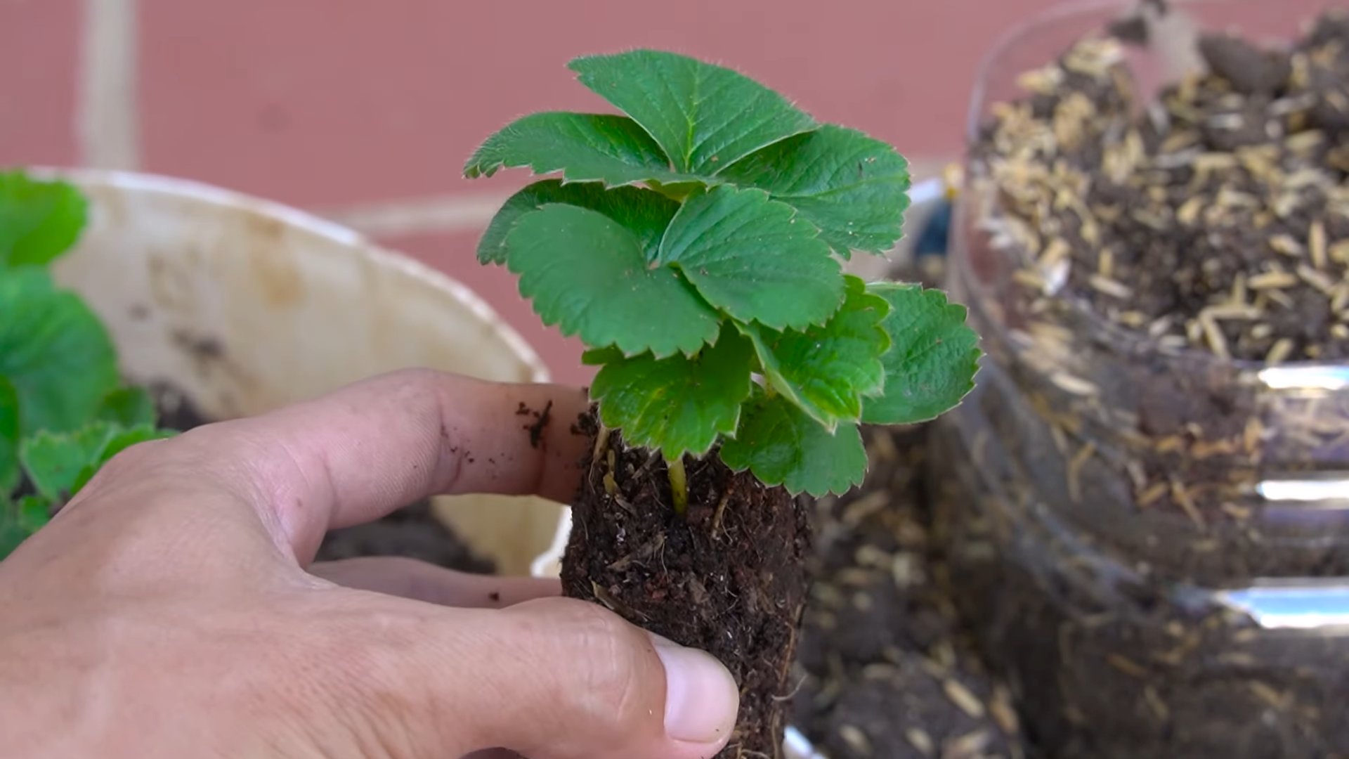 Strawberry plant propagation