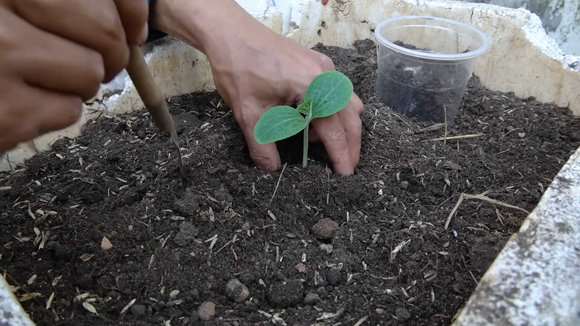 Pumpkin garden transformation