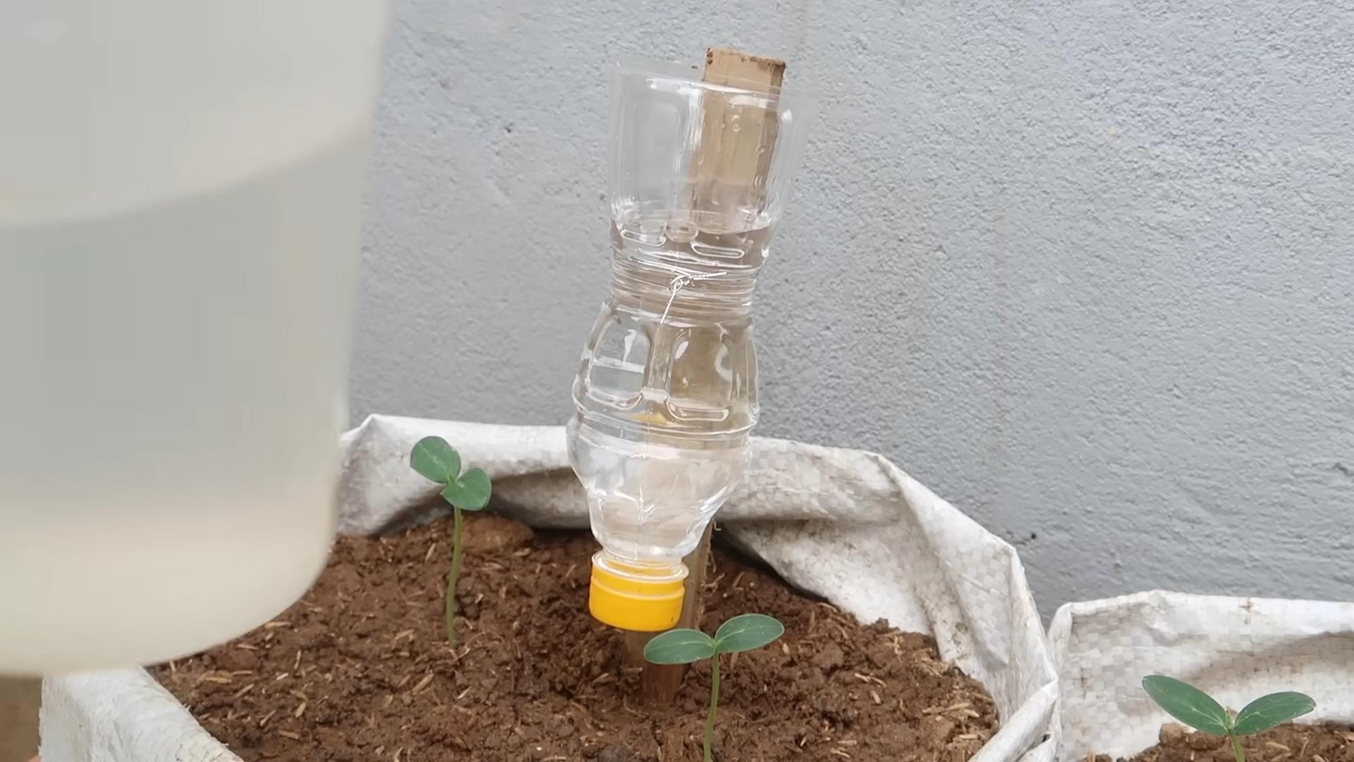 Cucumber Gardening at Home