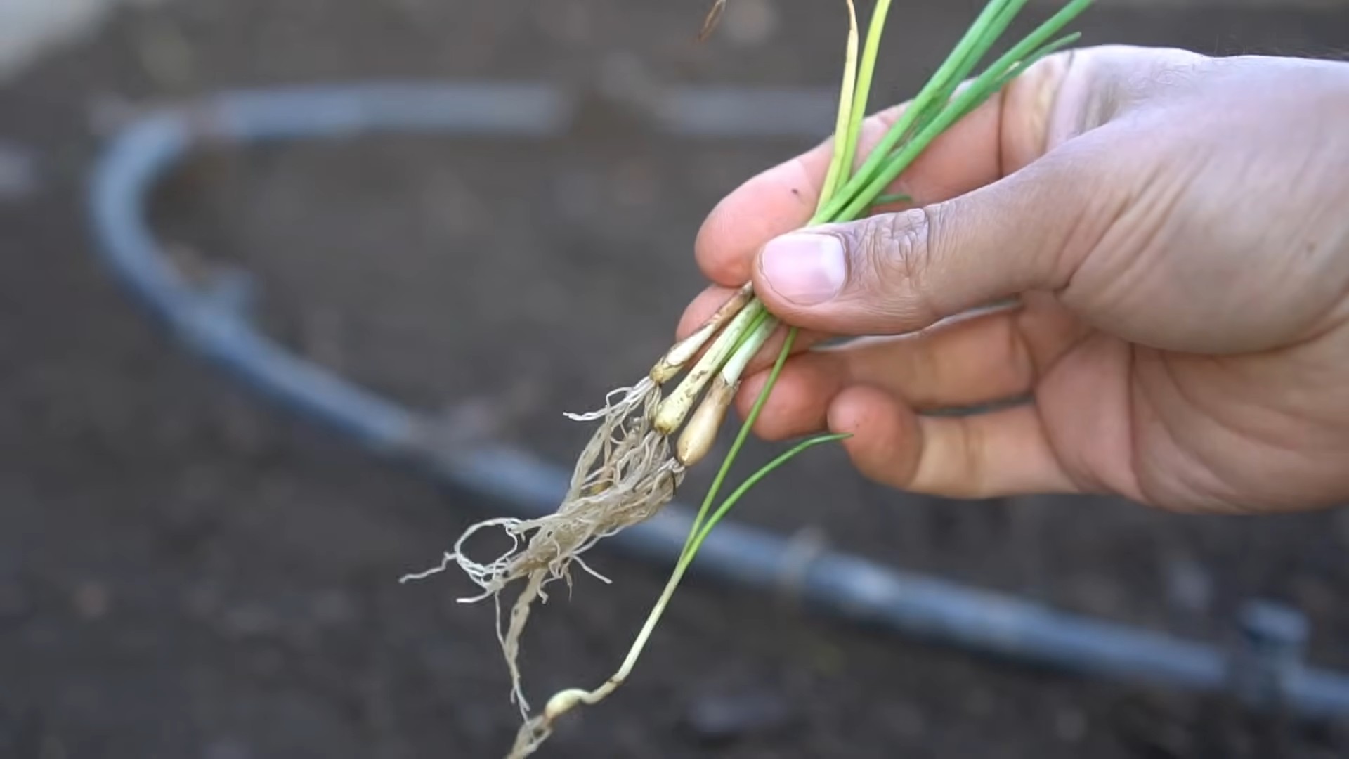 Growing Onions at Home