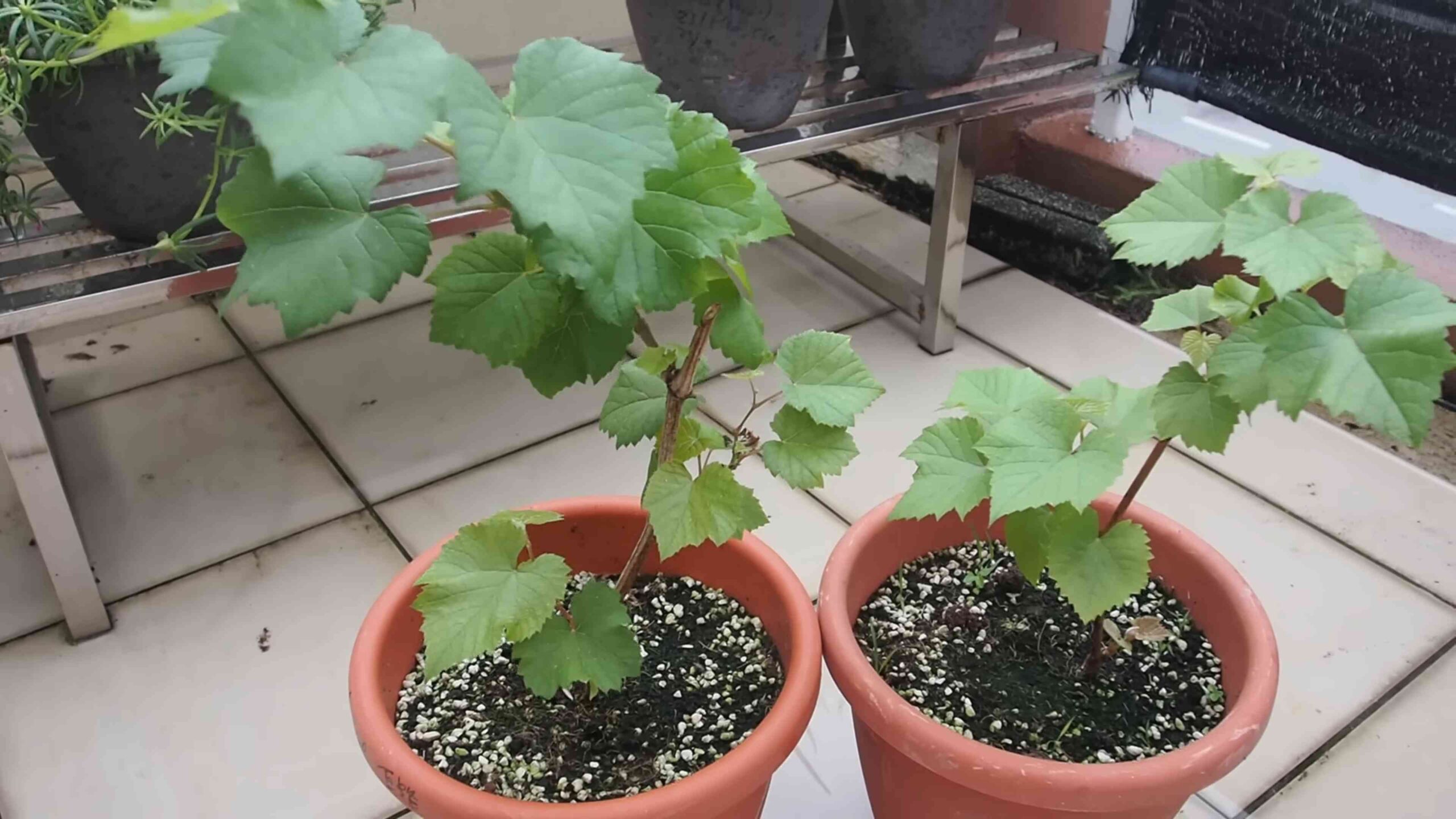 Growing Grapevines in Your Garden