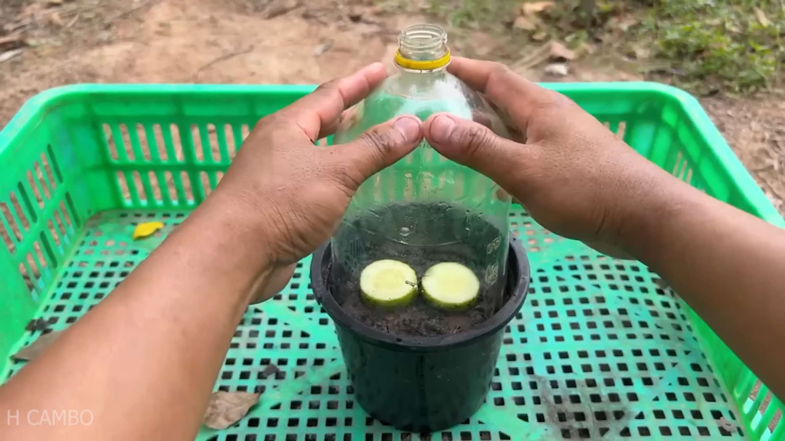 Homegrown Cucumber Guide