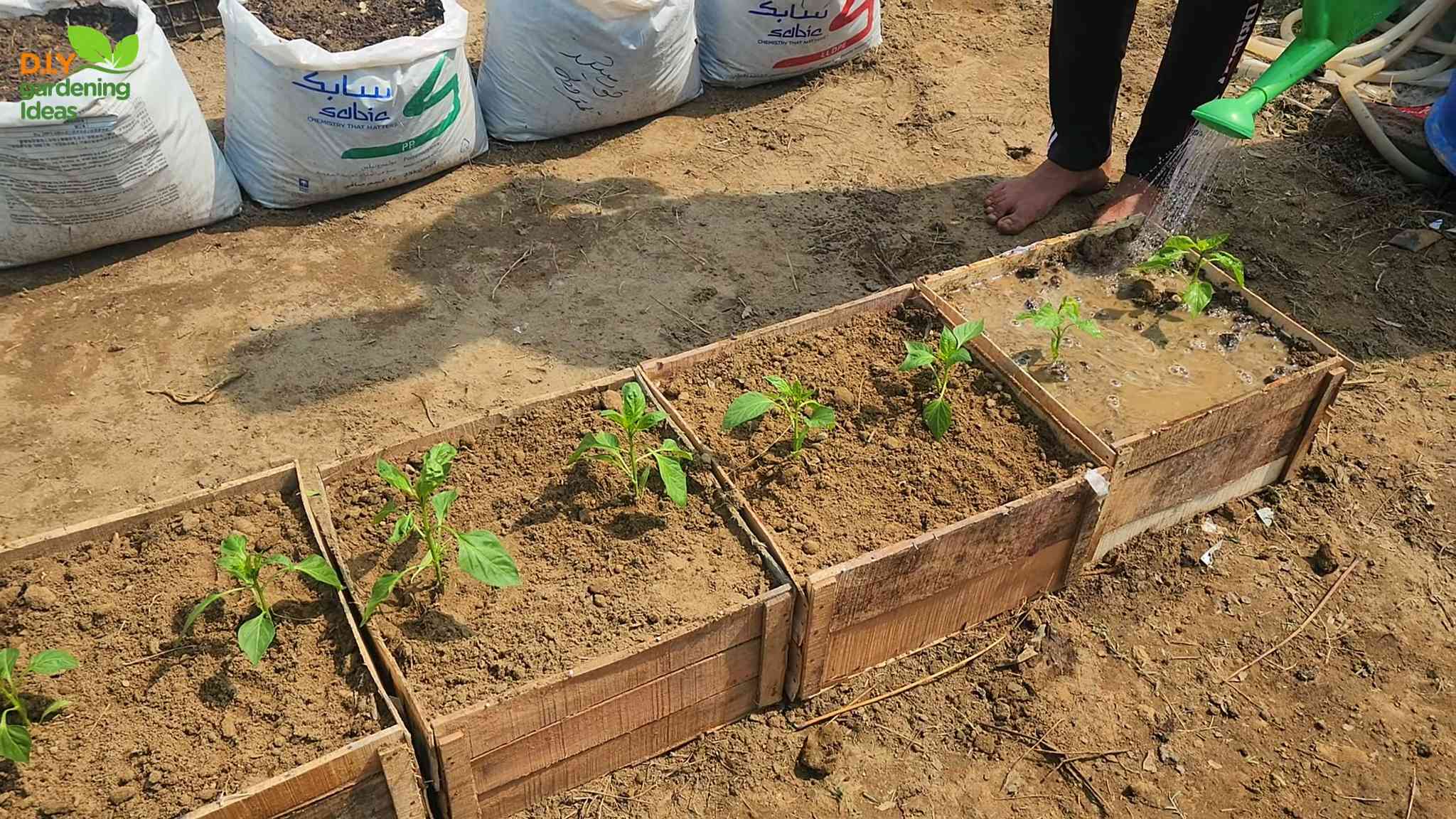 Grow Bell Peppers in Pots