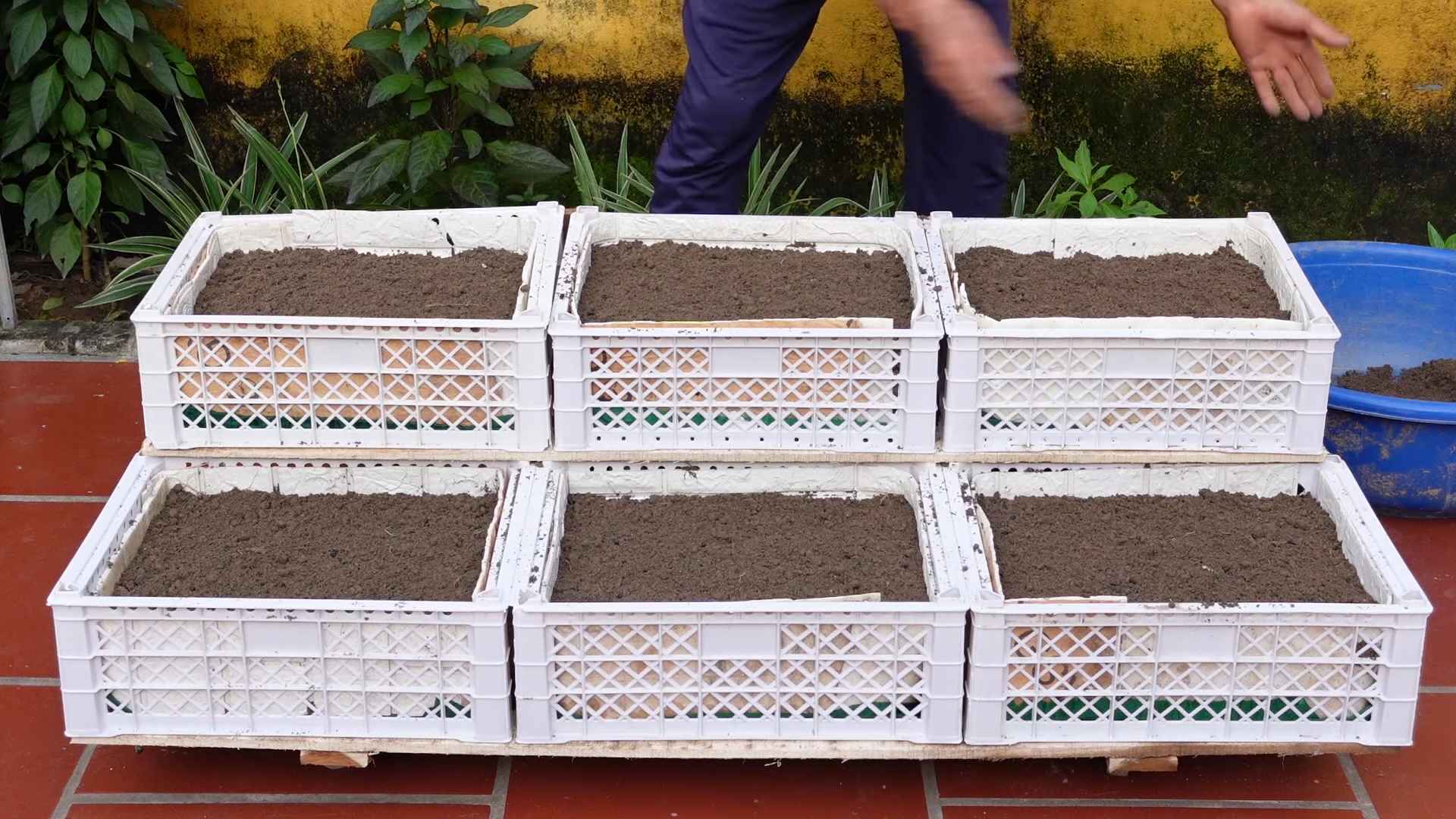 Home vegetable gardening