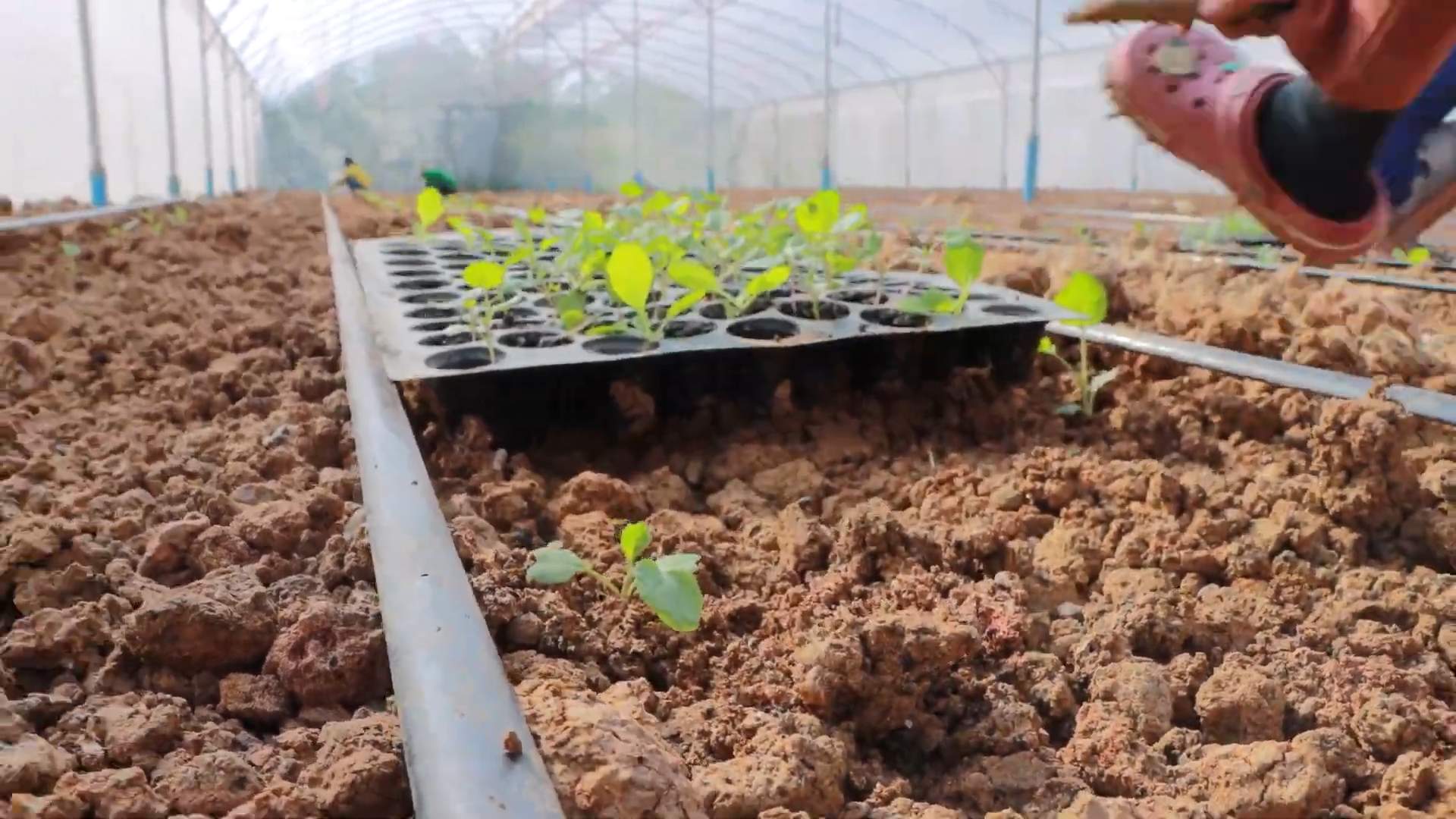 Harvesting Broccoli at Home