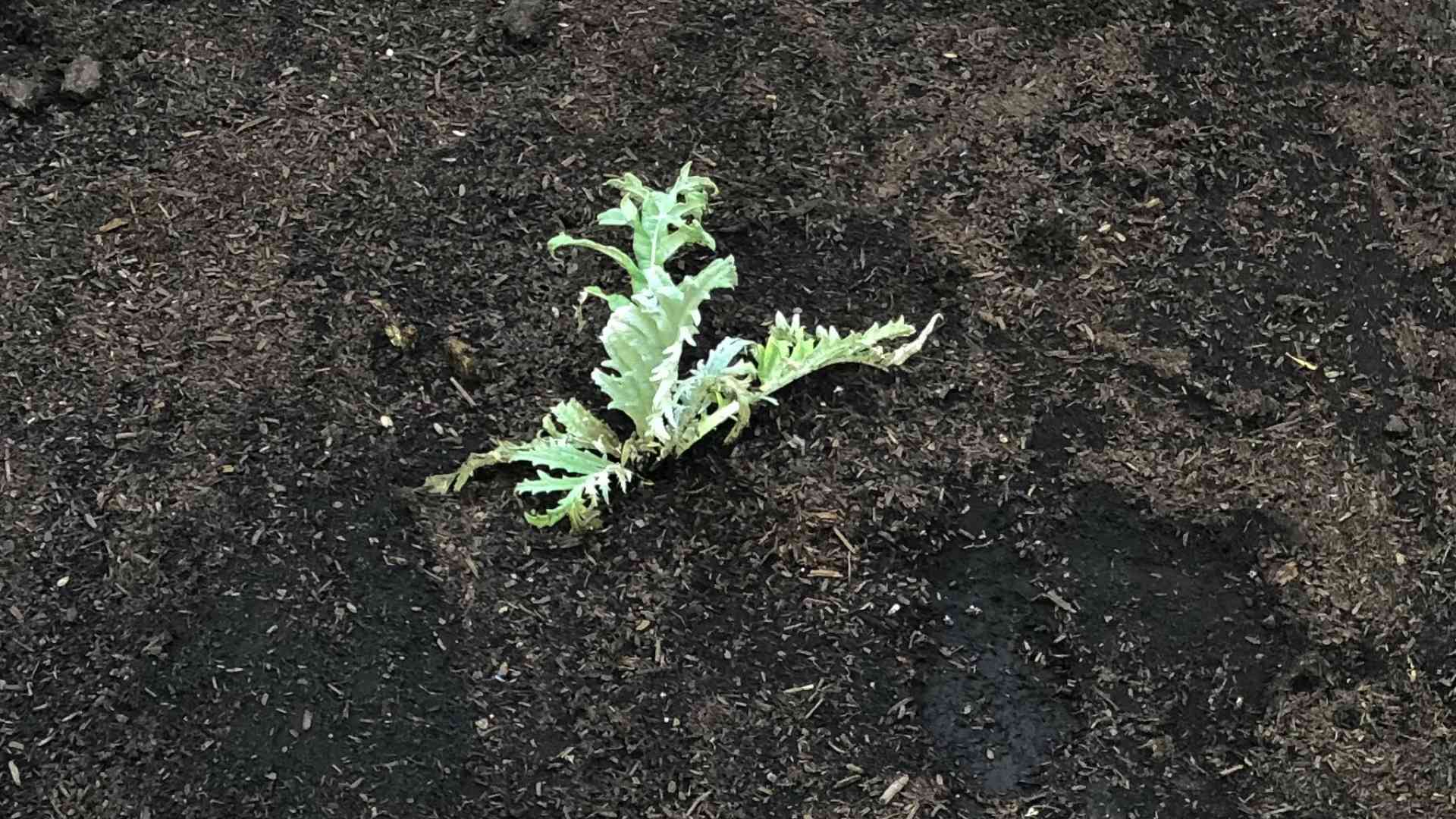Container Artichoke Growing