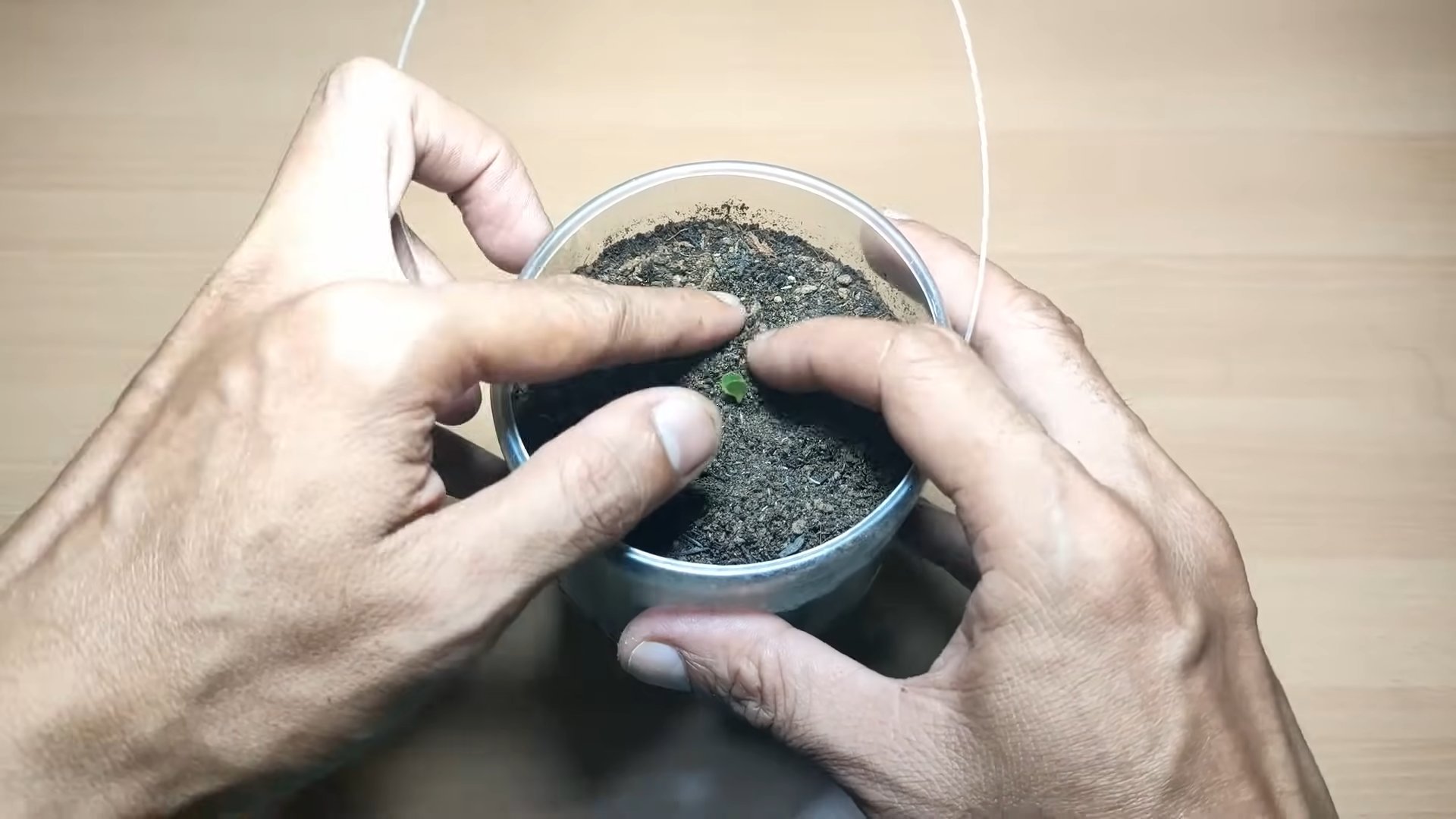 Grow Lettuce Indoors