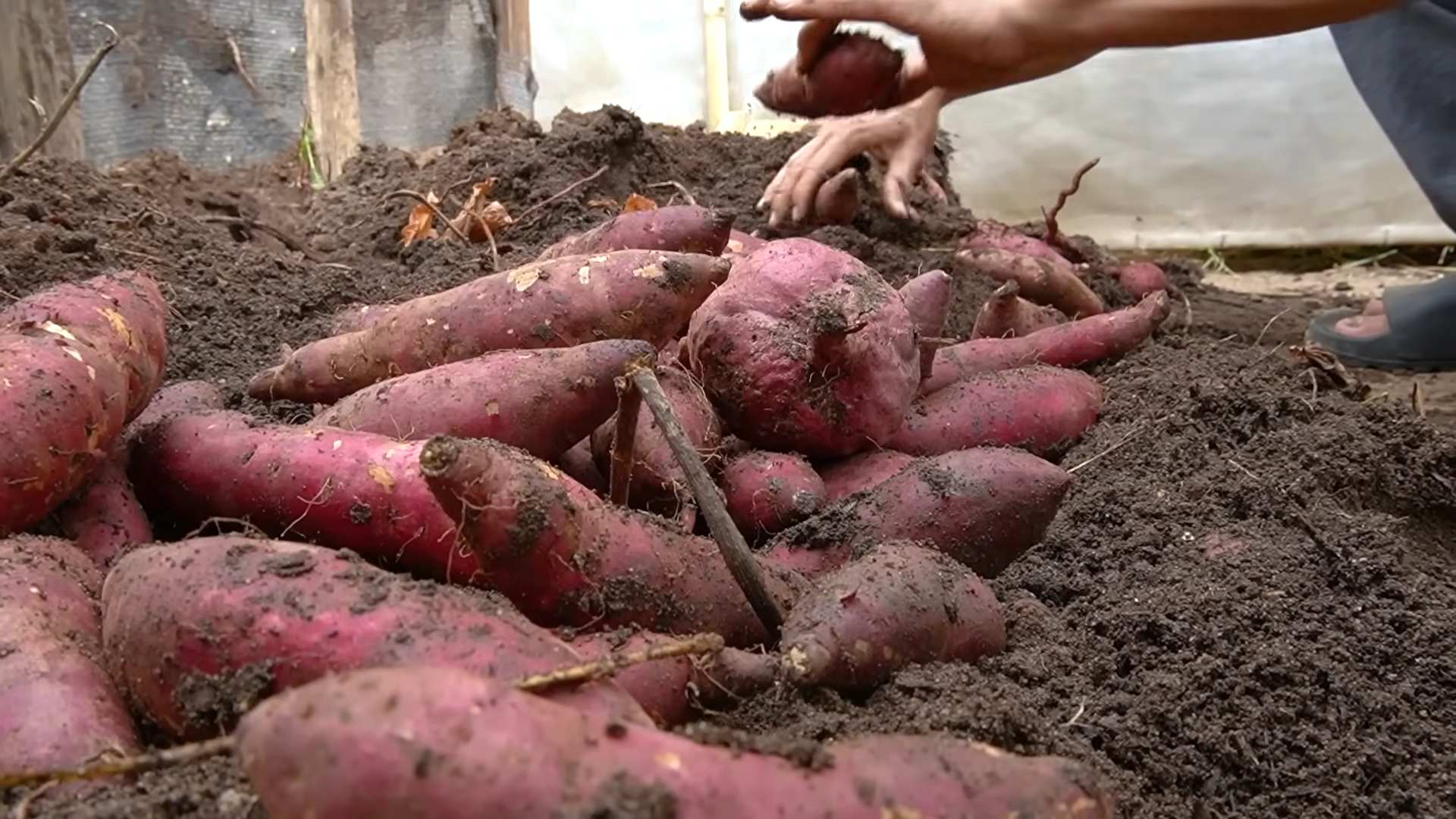 Growing Sweet Potatoes Soil Free