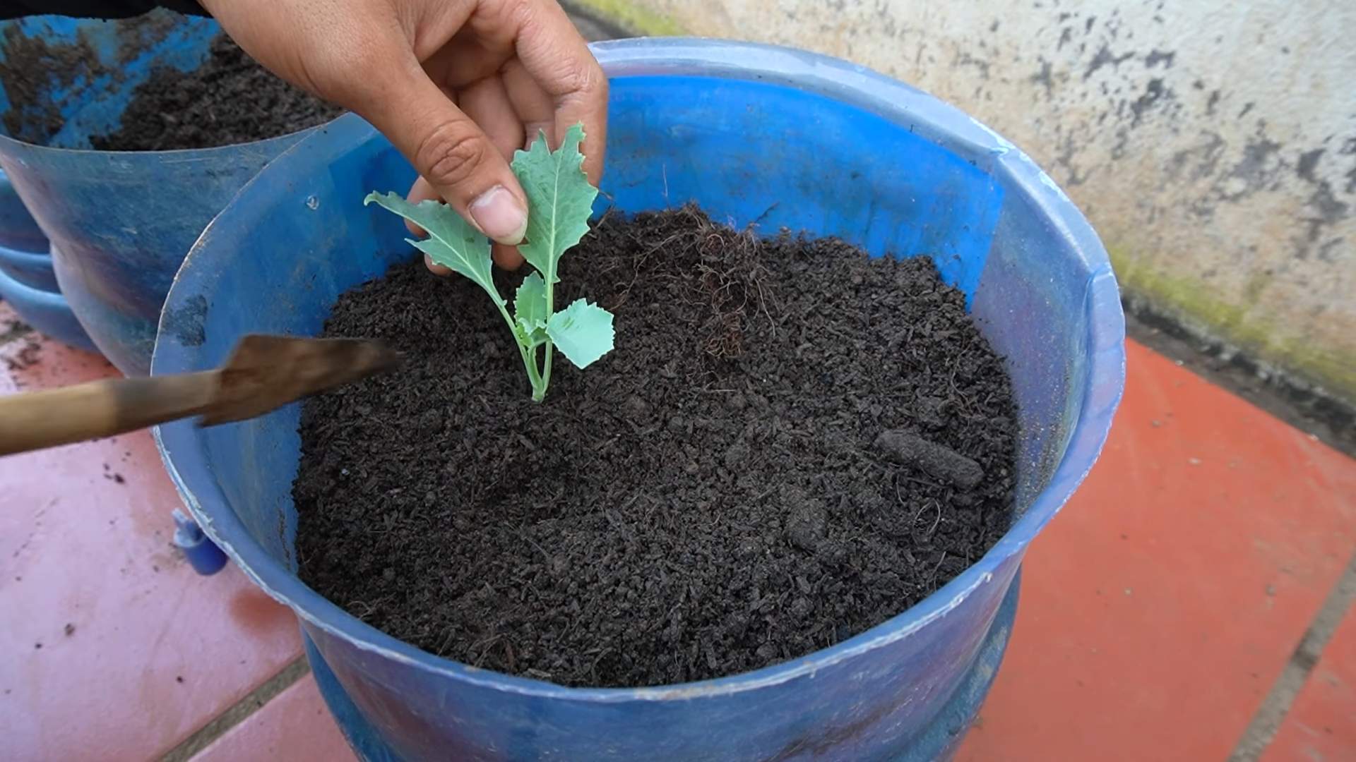 Growing Kohlrabi in Small Spaces
