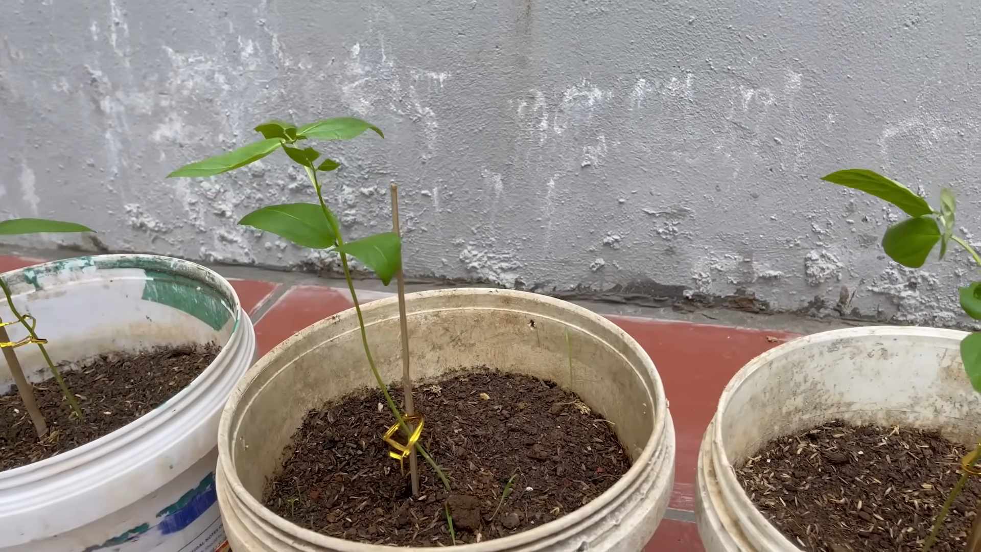 Fast Sprouting Long Beans
