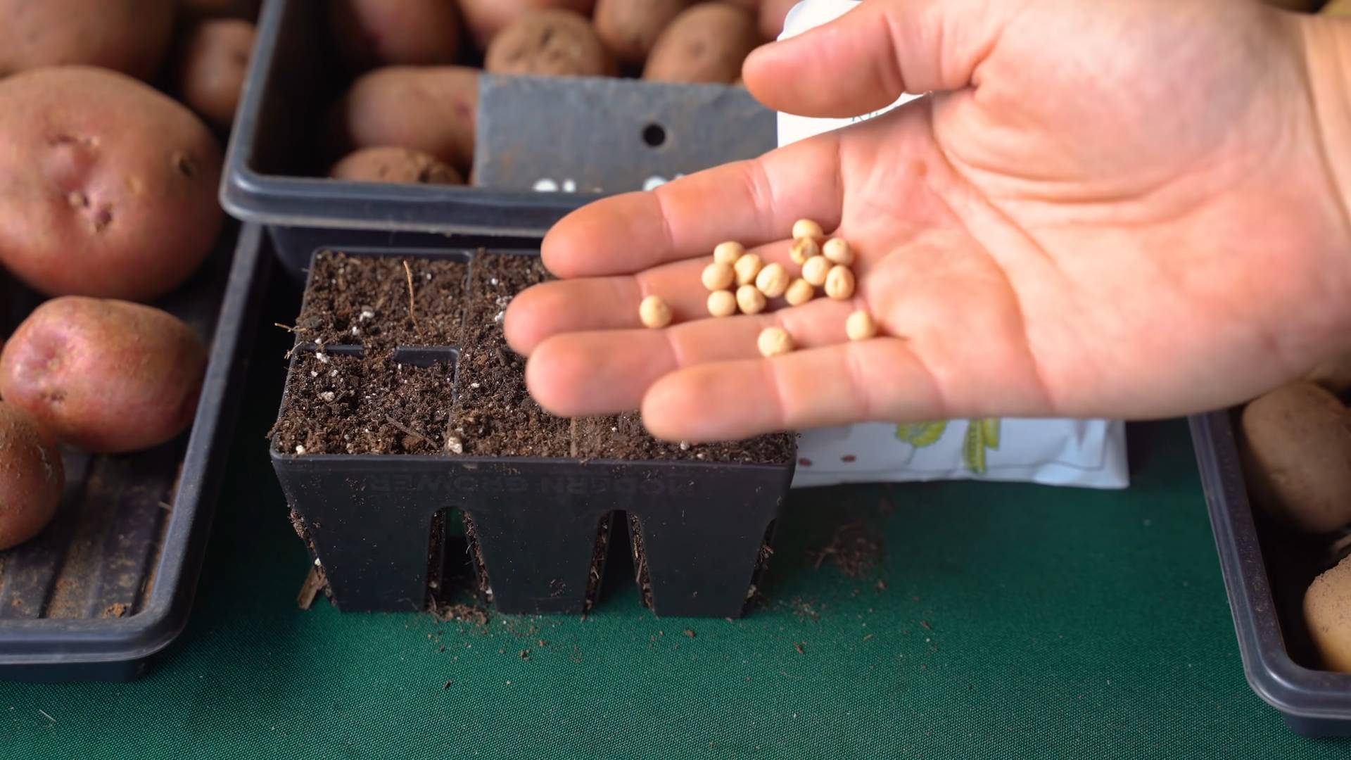 Indoor Pea Gardening