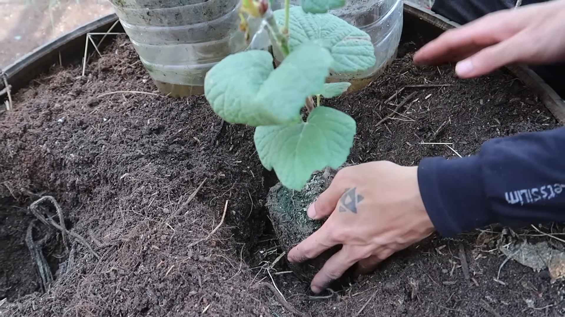 Backyard Grape Growing Hack