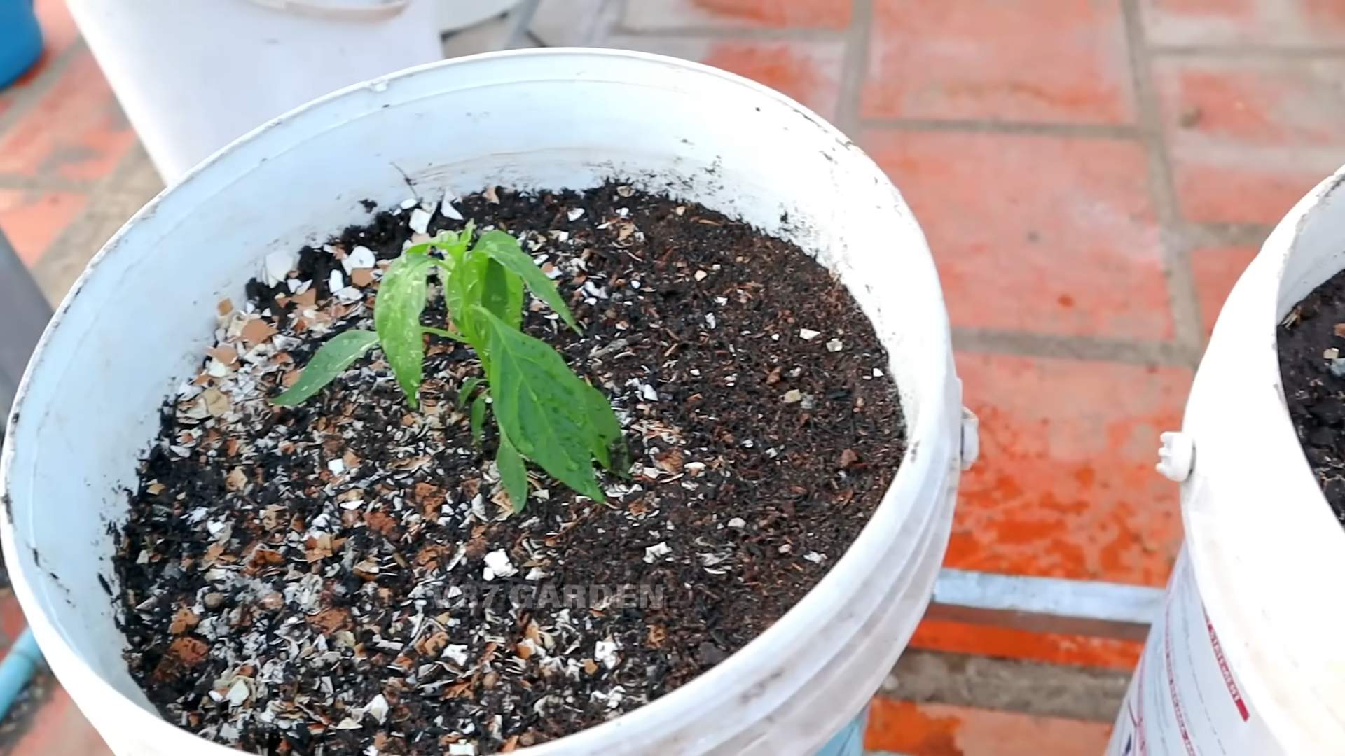 Growing Chillies in Pots