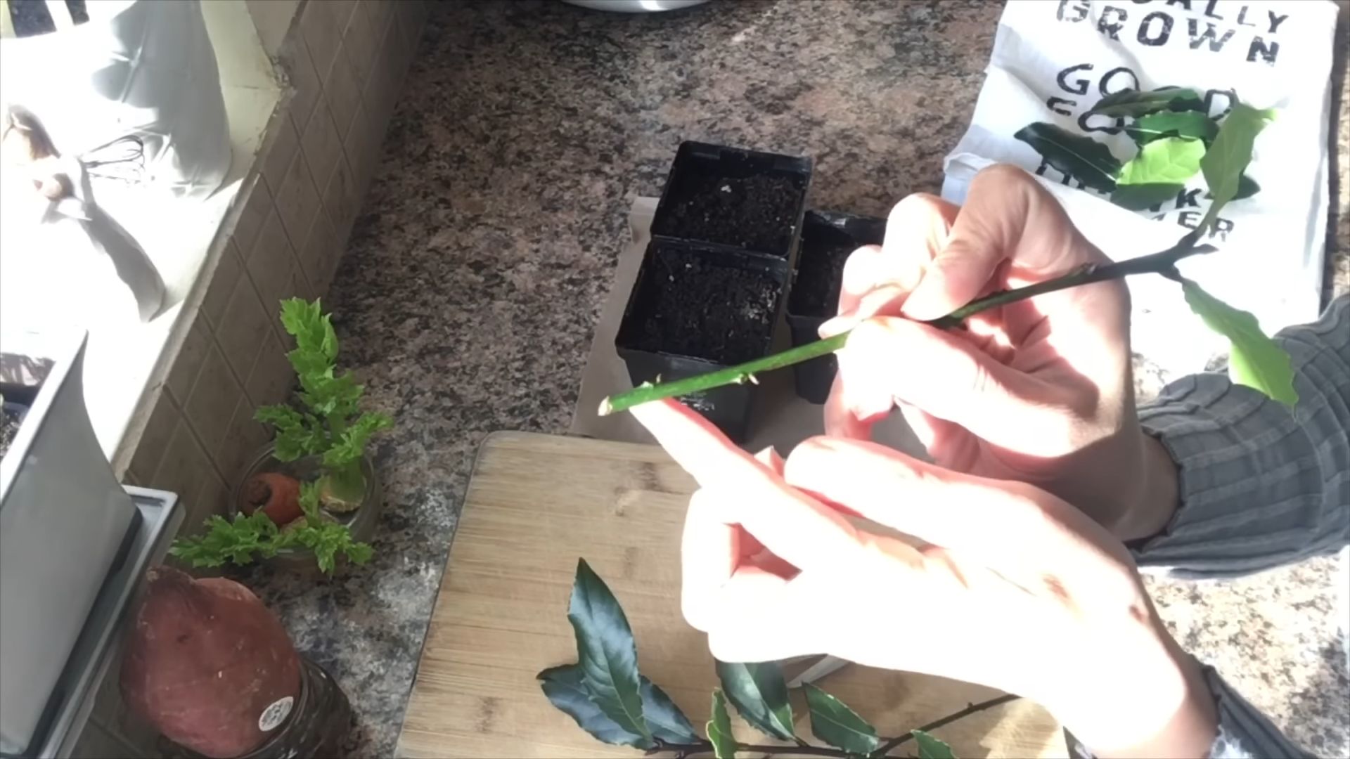 Home Gardening Turnip Tips