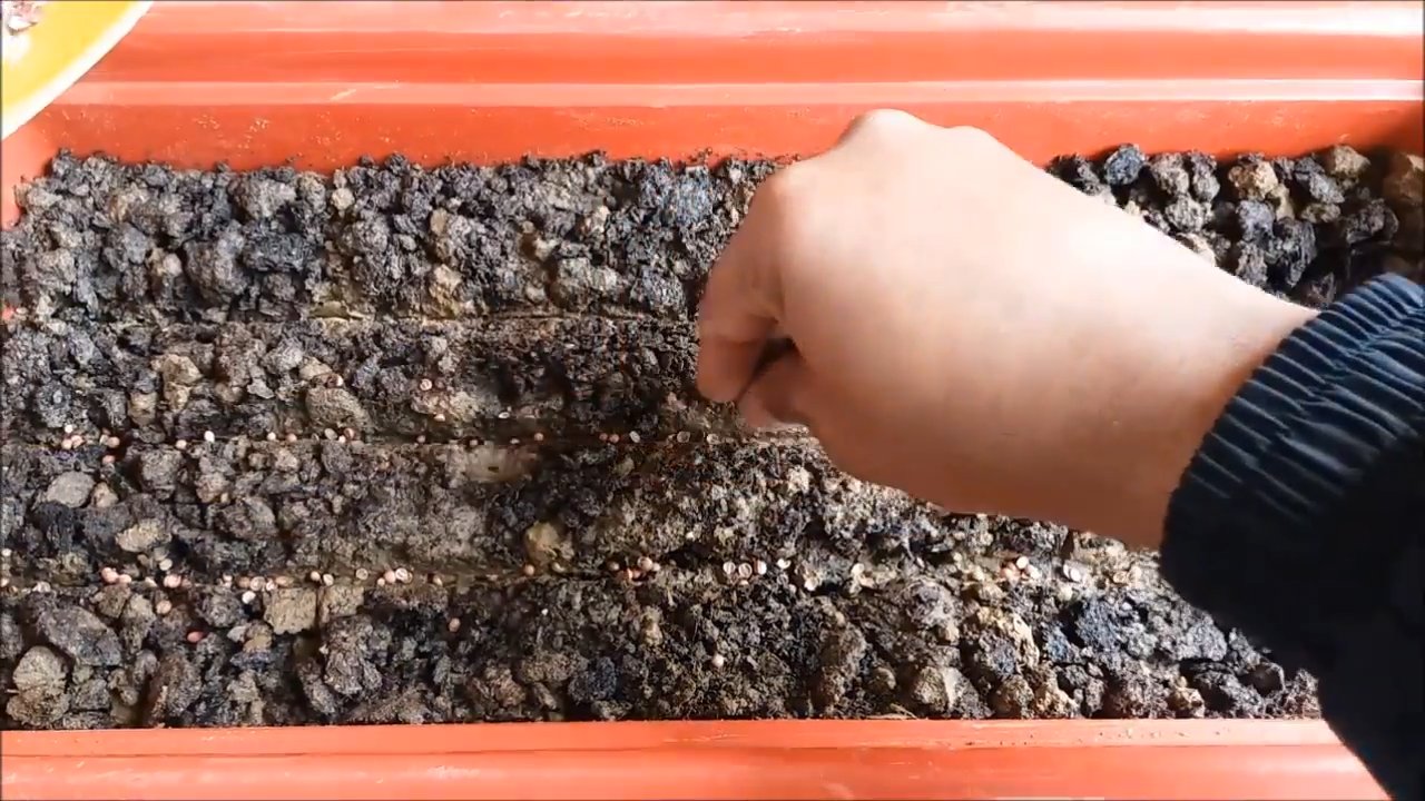 Grow Cilantro Indoors