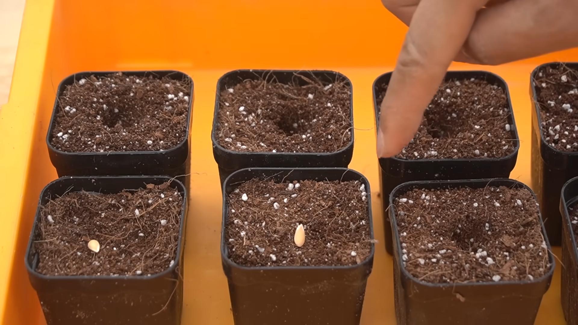 Grow Sweet Melons at Home