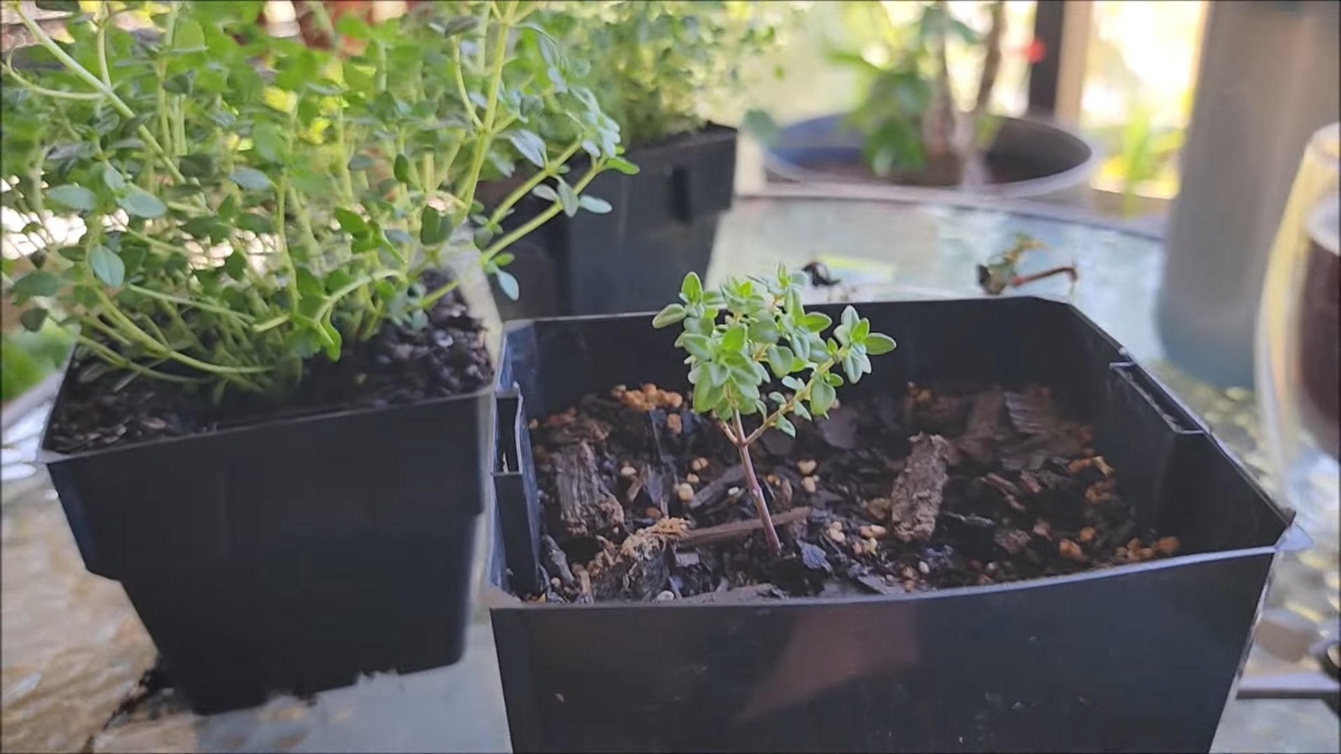 Thyme plant indoor care
