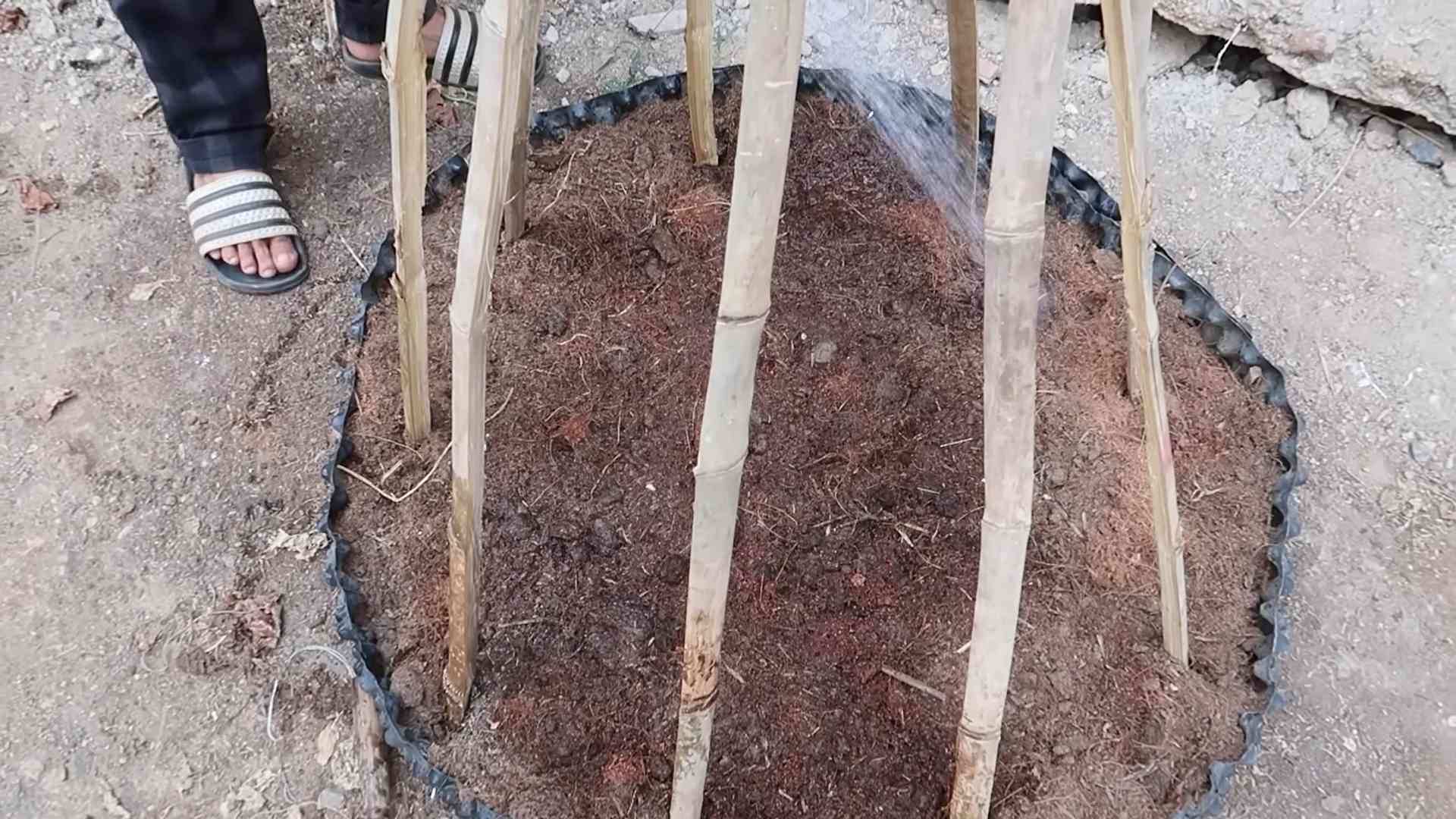 Spinach growing method