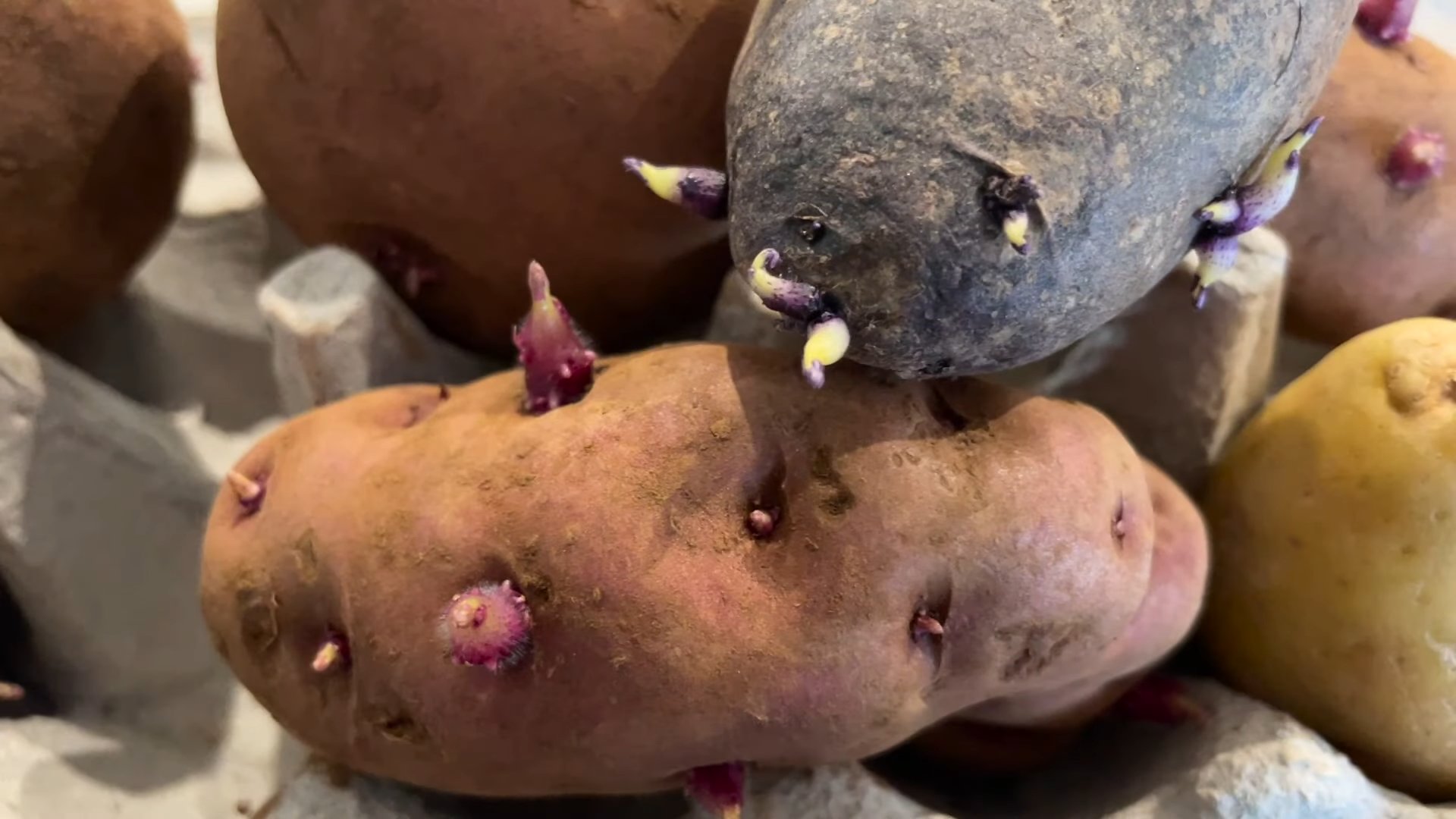 Grow Potatoes at Home
