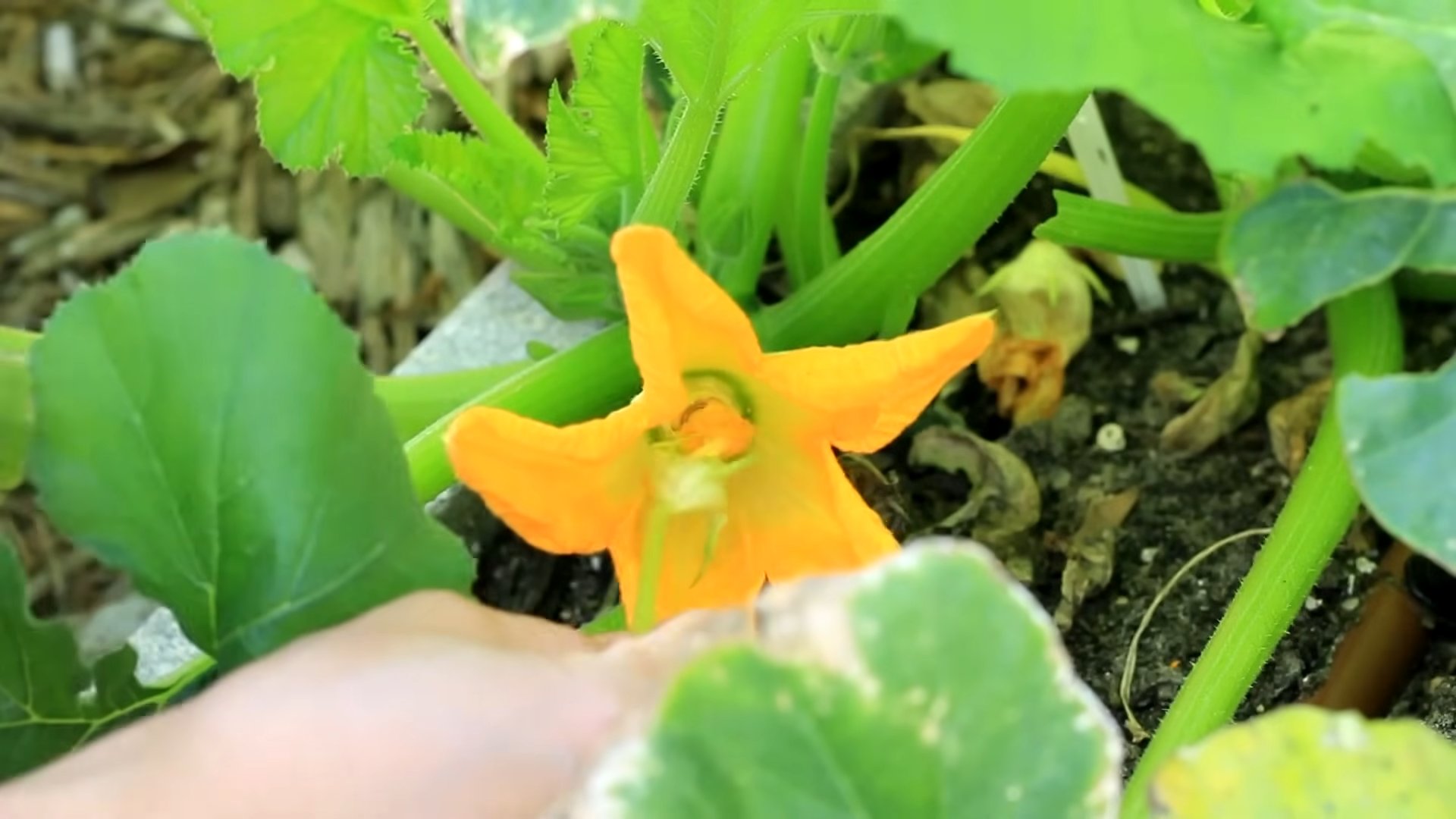 Growing Zucchini at Home