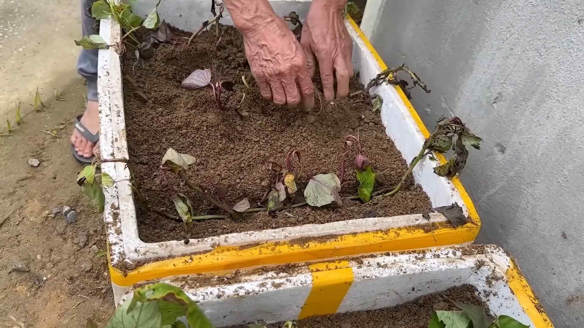 Sweet Potato Harvesting Tips