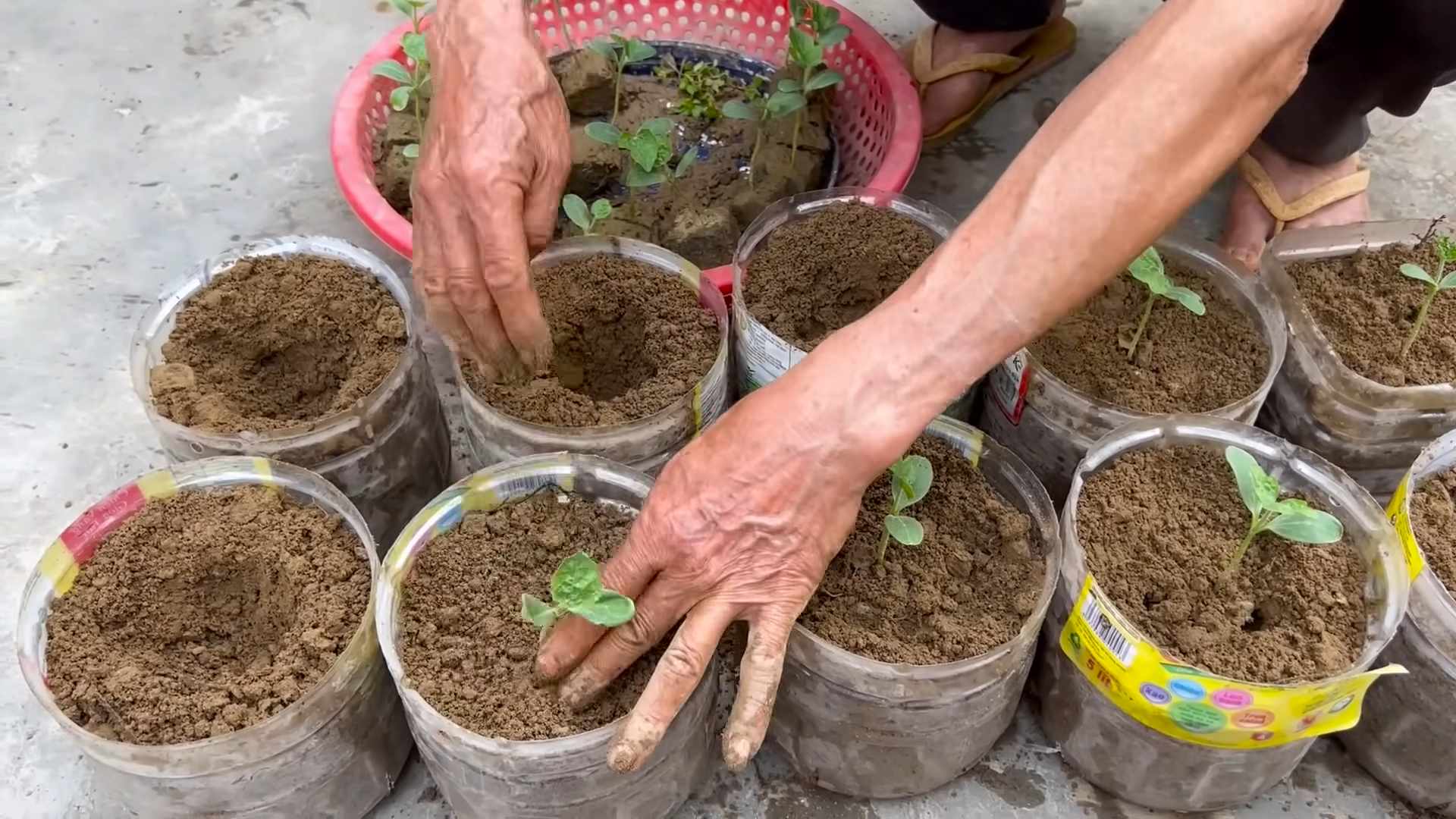 Grow Carrots Easily at Home
